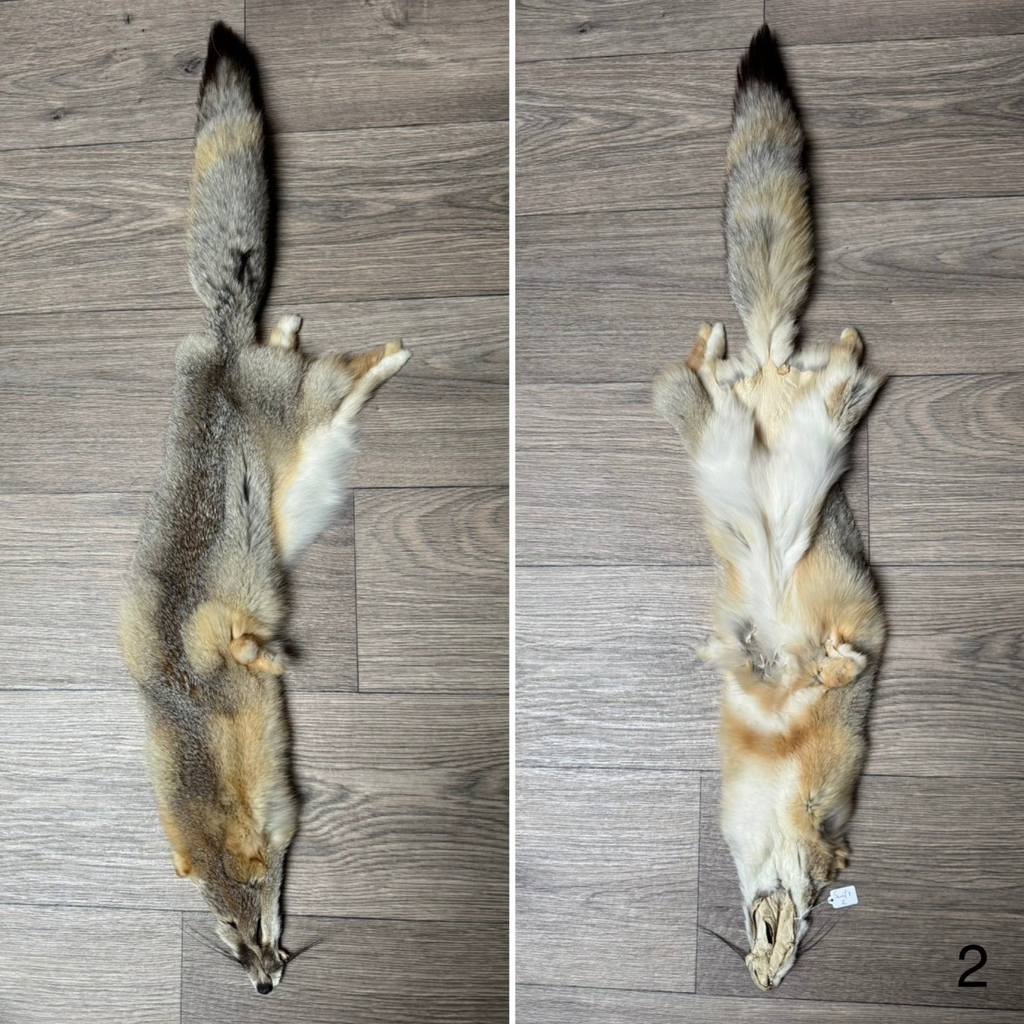 Swift fox pelt (2)