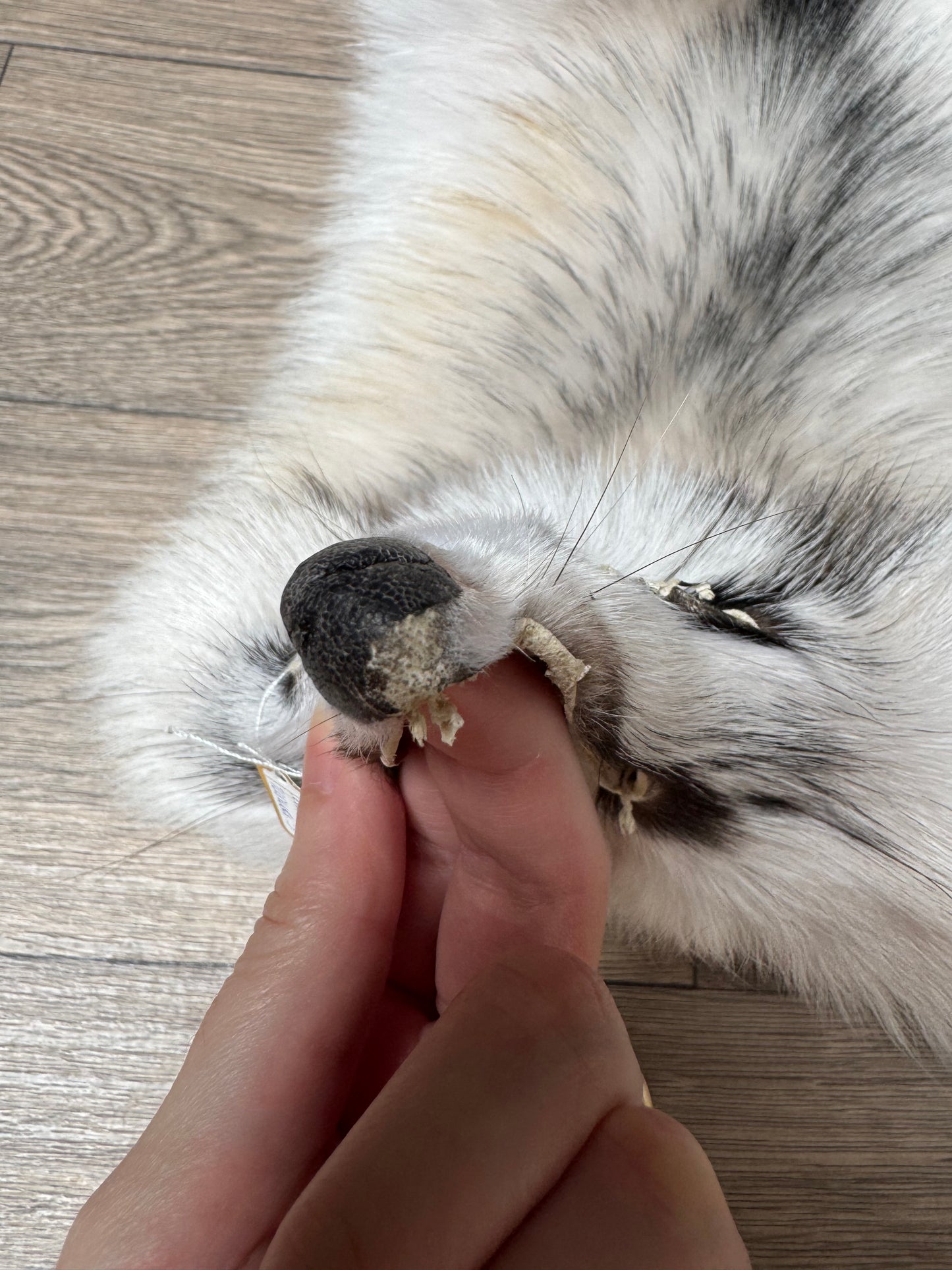 Marble tanuki pelt (5)