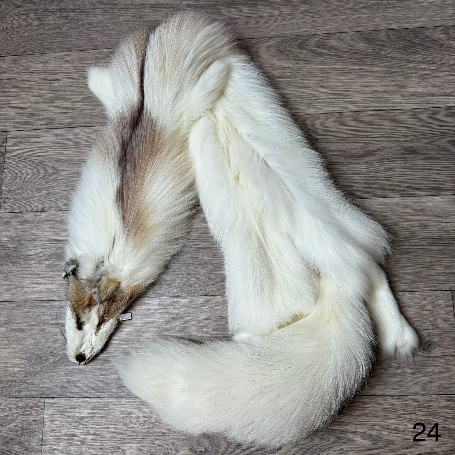 Sun Glow fox pelt (24)
