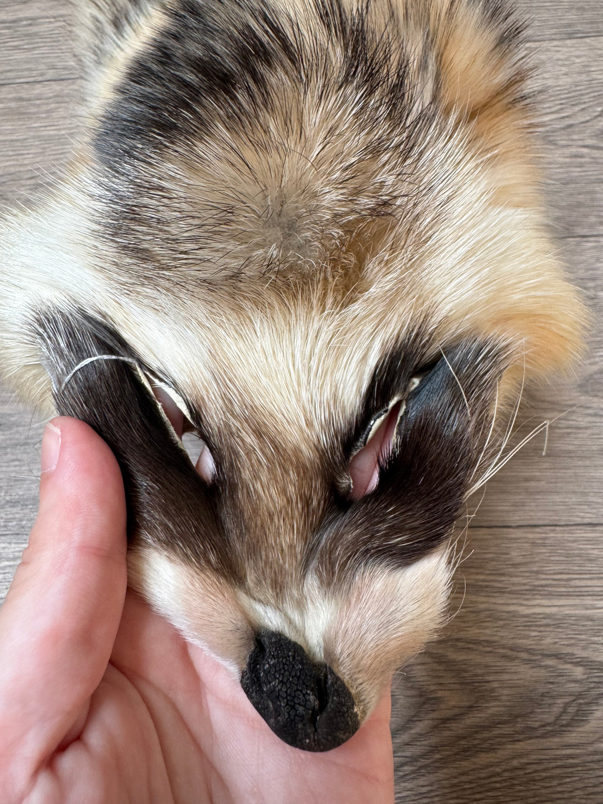 Arctic tanuki pelt (3)