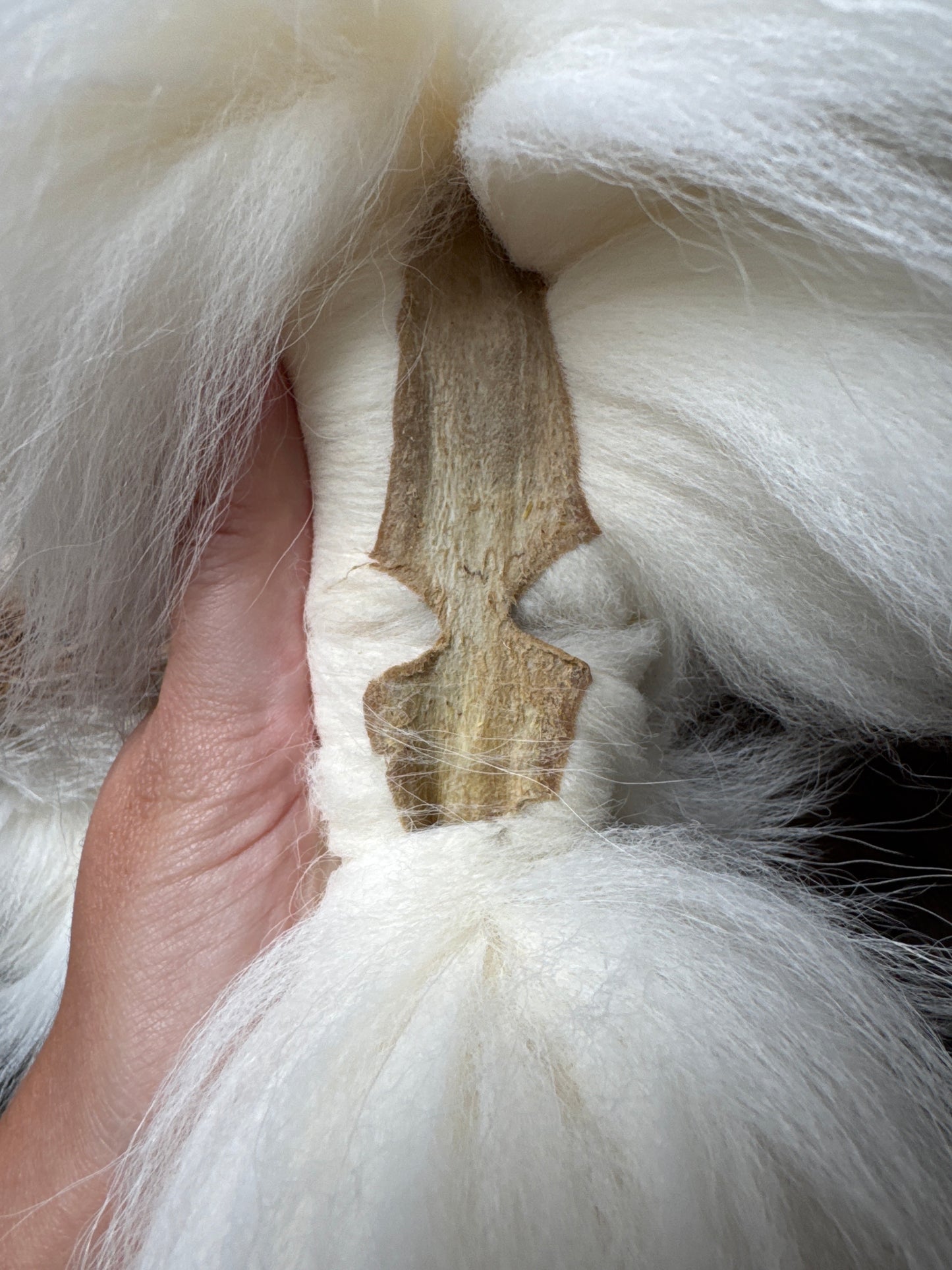 Sun Glow fox pelt (13)