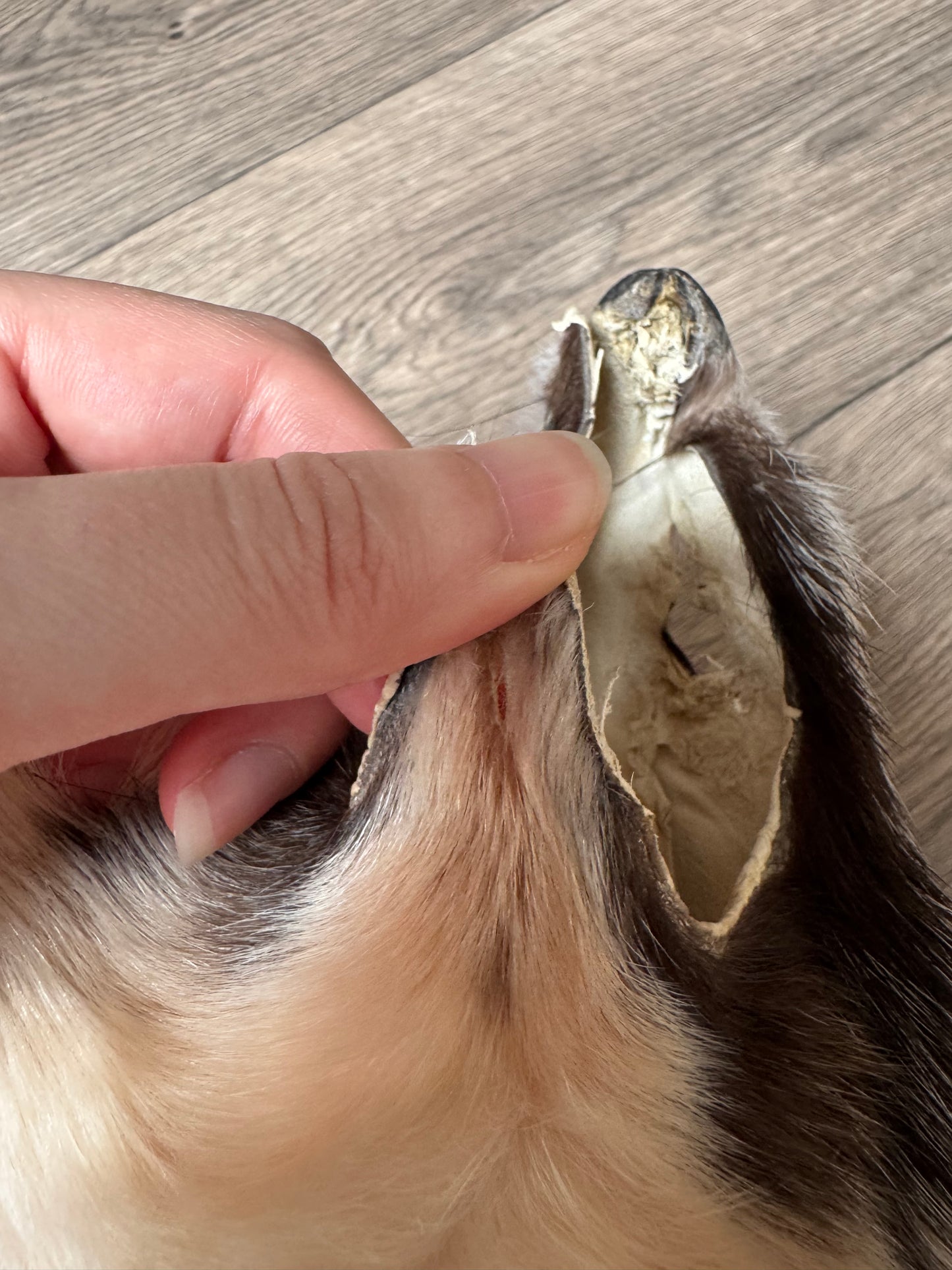 Marble tanuki pelt (16)