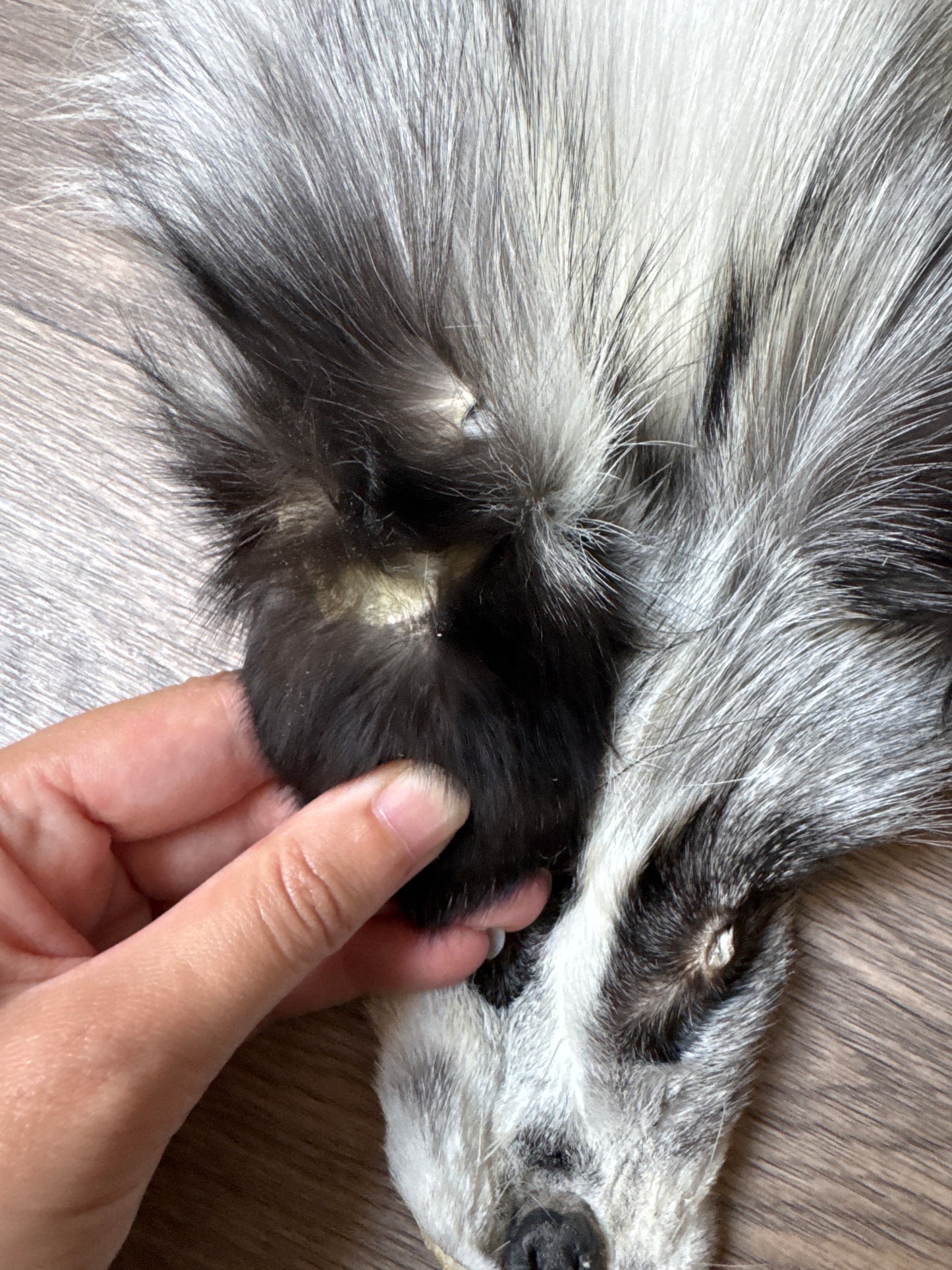 Platinum fox pelt (11)