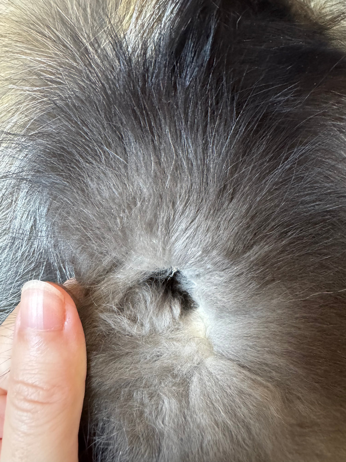 Male Cross fox mountable pelt (tag 111)