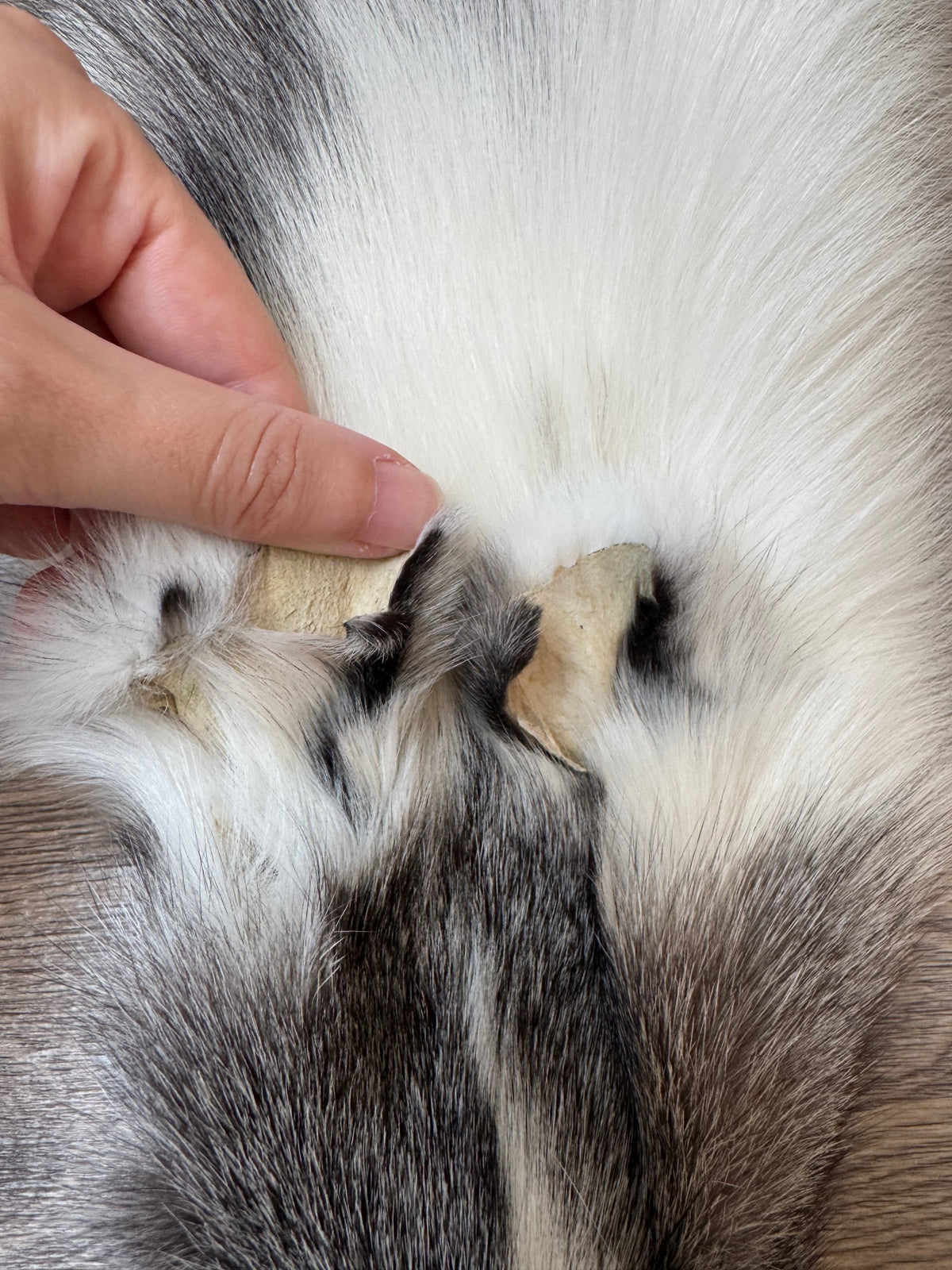 Marble Frost fox pelt (16)
