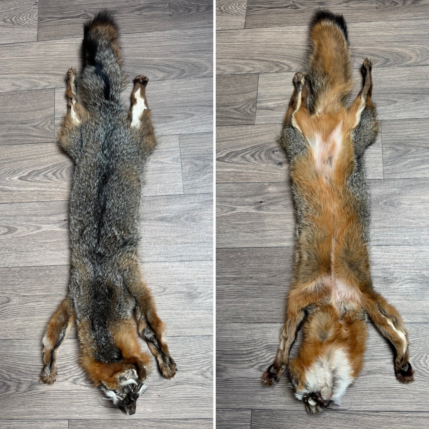 Male grey fox mountable pelt (2)