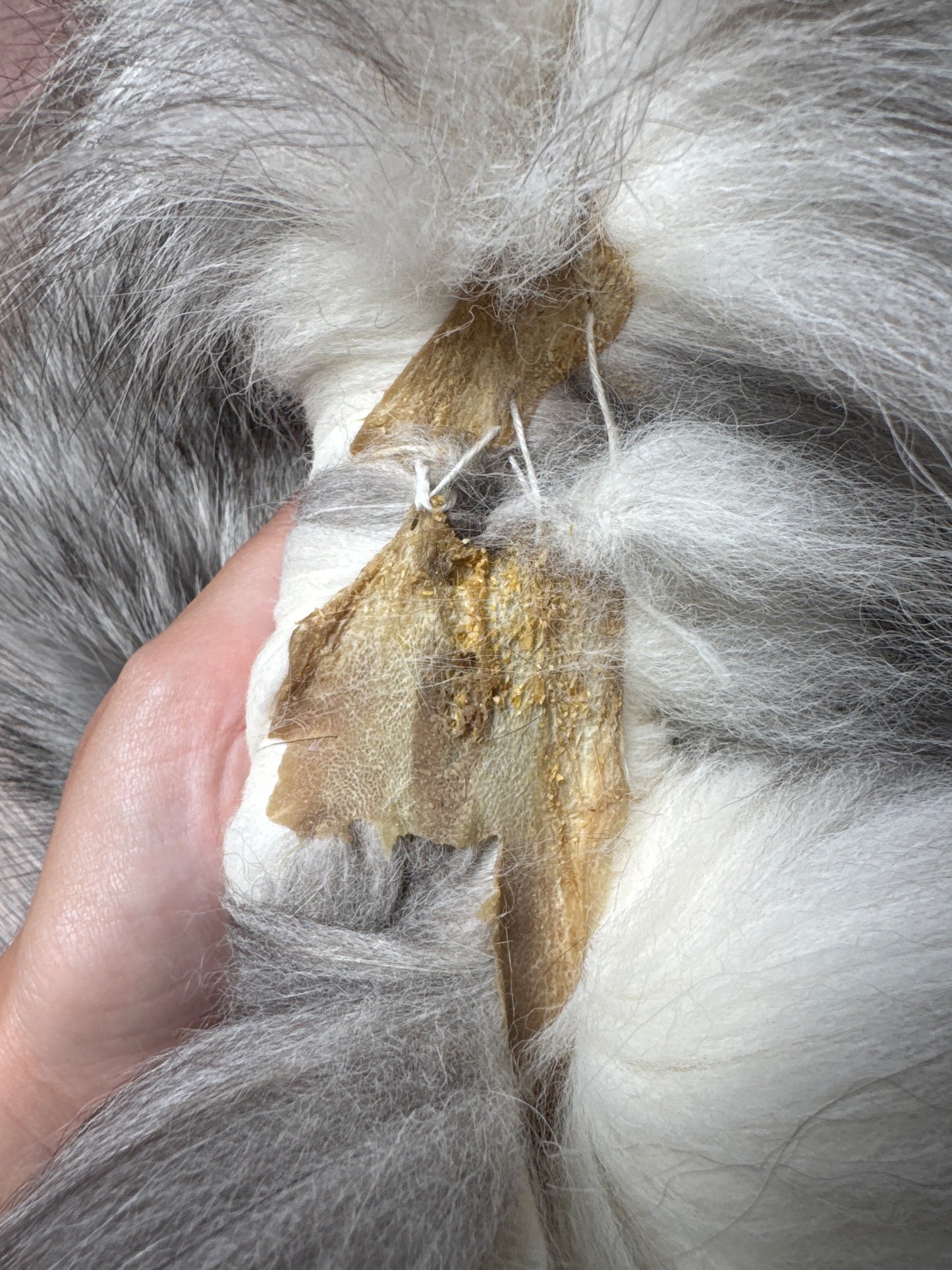 Platinum fox pelt (4)