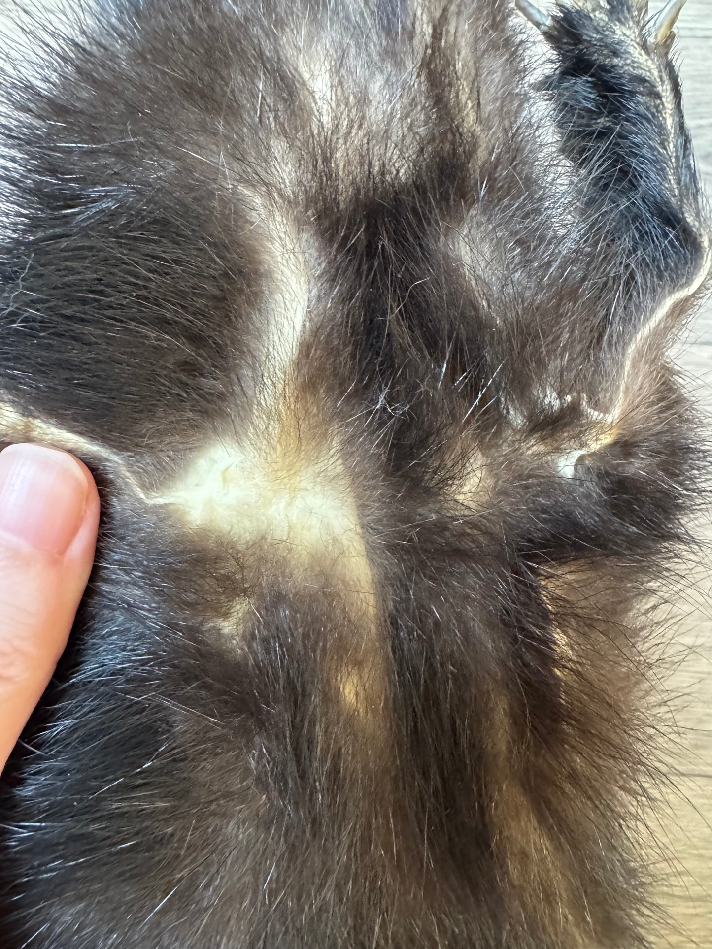 Male skunk mountable pelt (1)