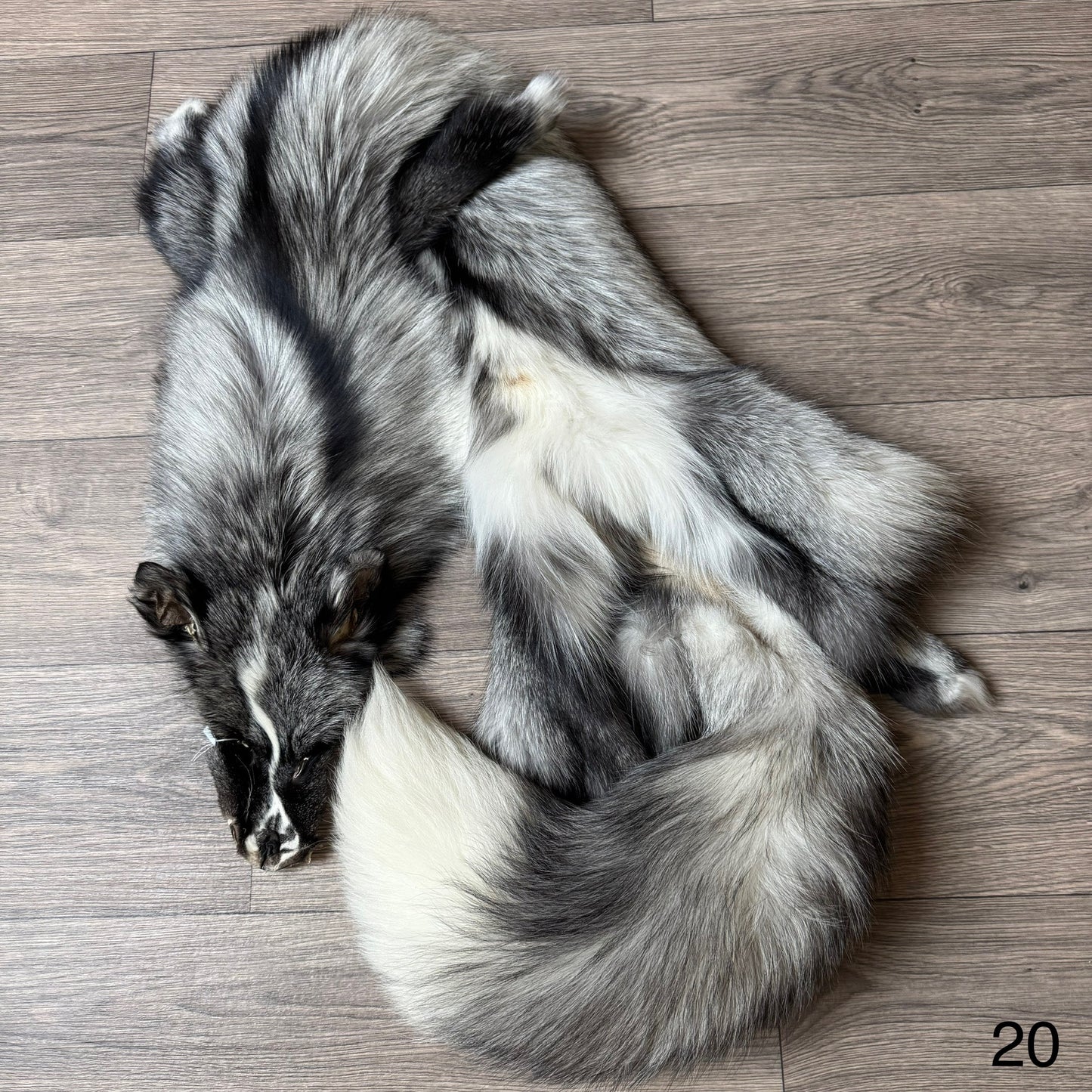 Silver Ringneck fox pelt (20)