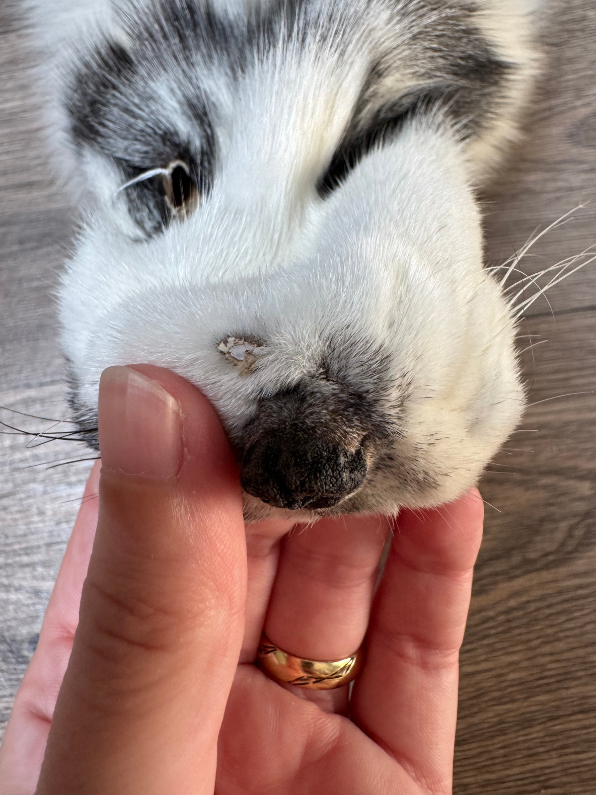 Marble Frost fox pelt (15)