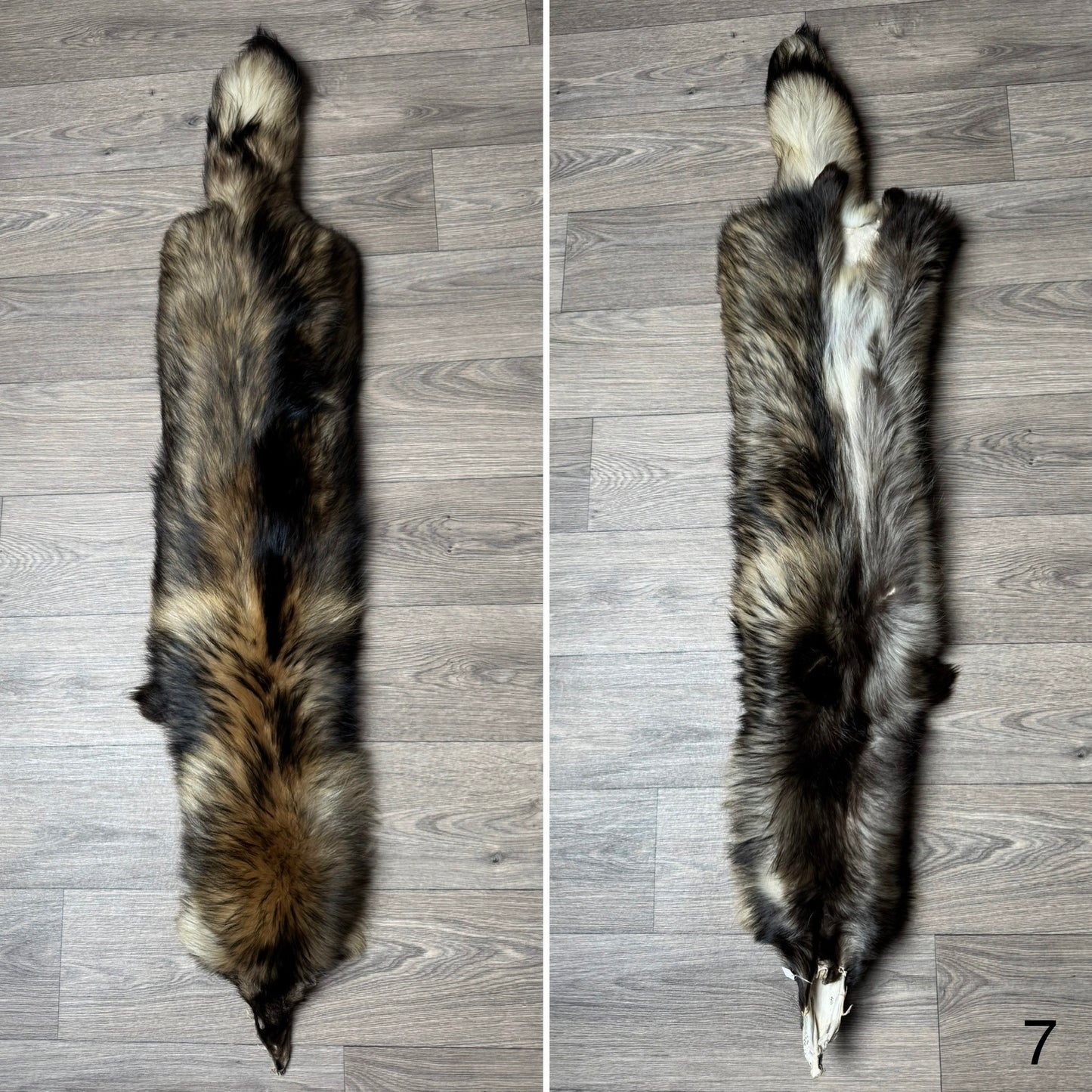 Tanuki pelt (7)