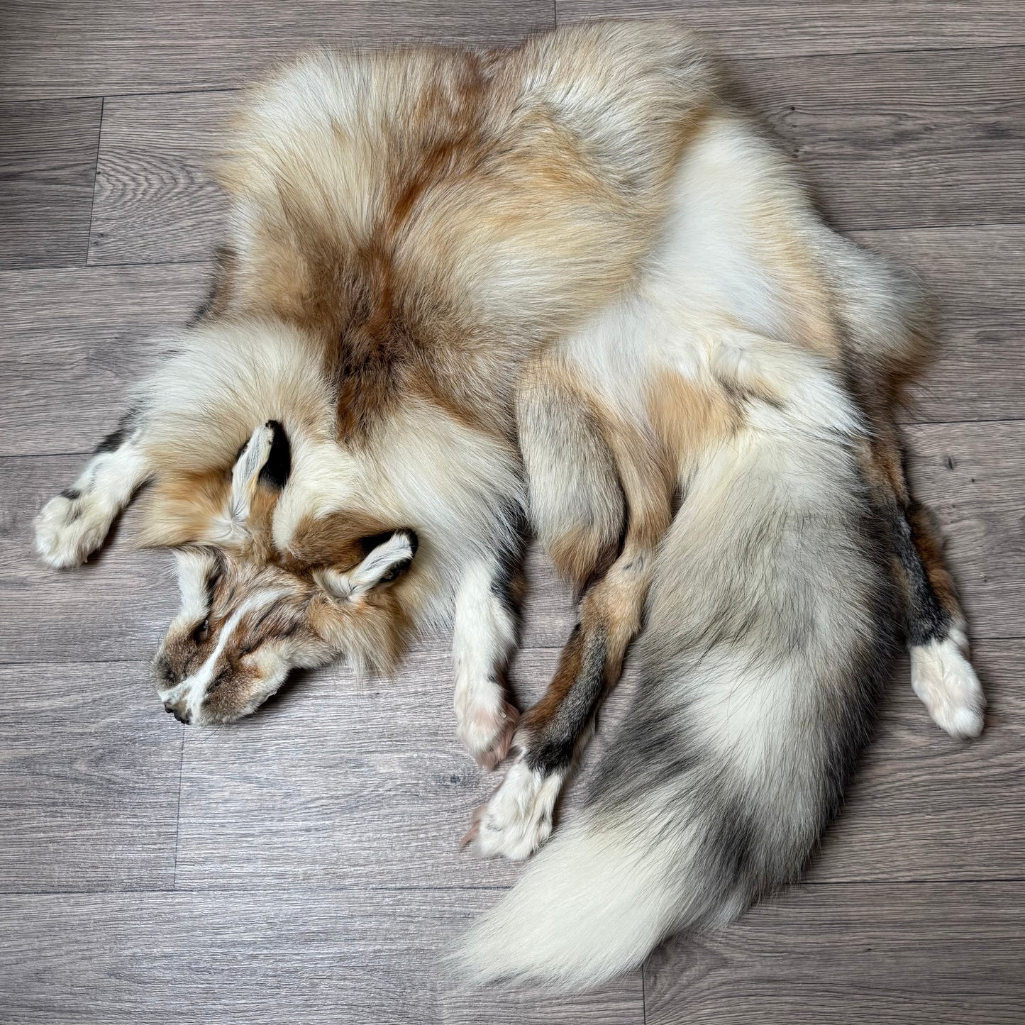 Male Smokey Ringneck fox mountable pelt (tag 4)