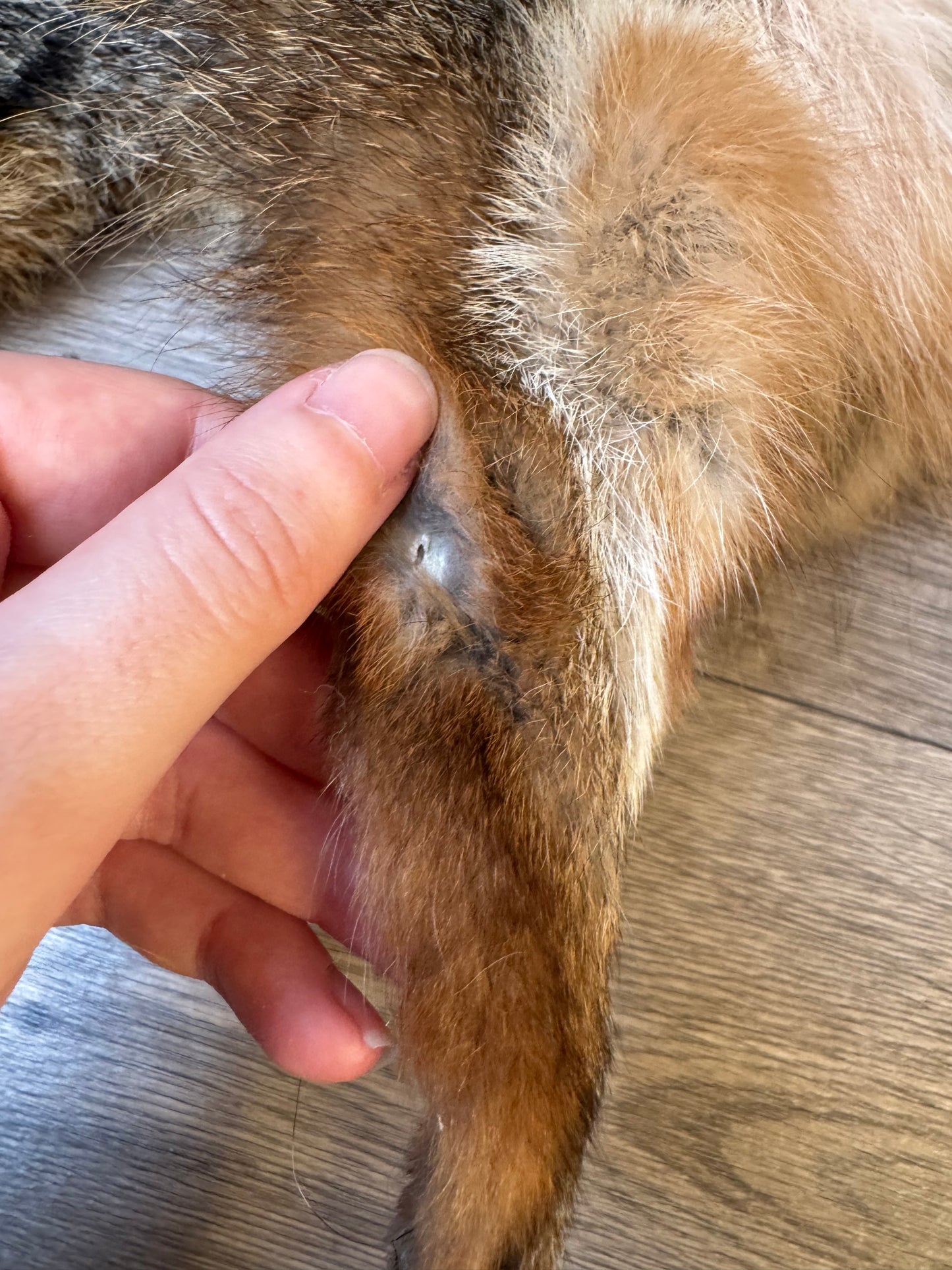 Male grey fox mountable pelt (21)