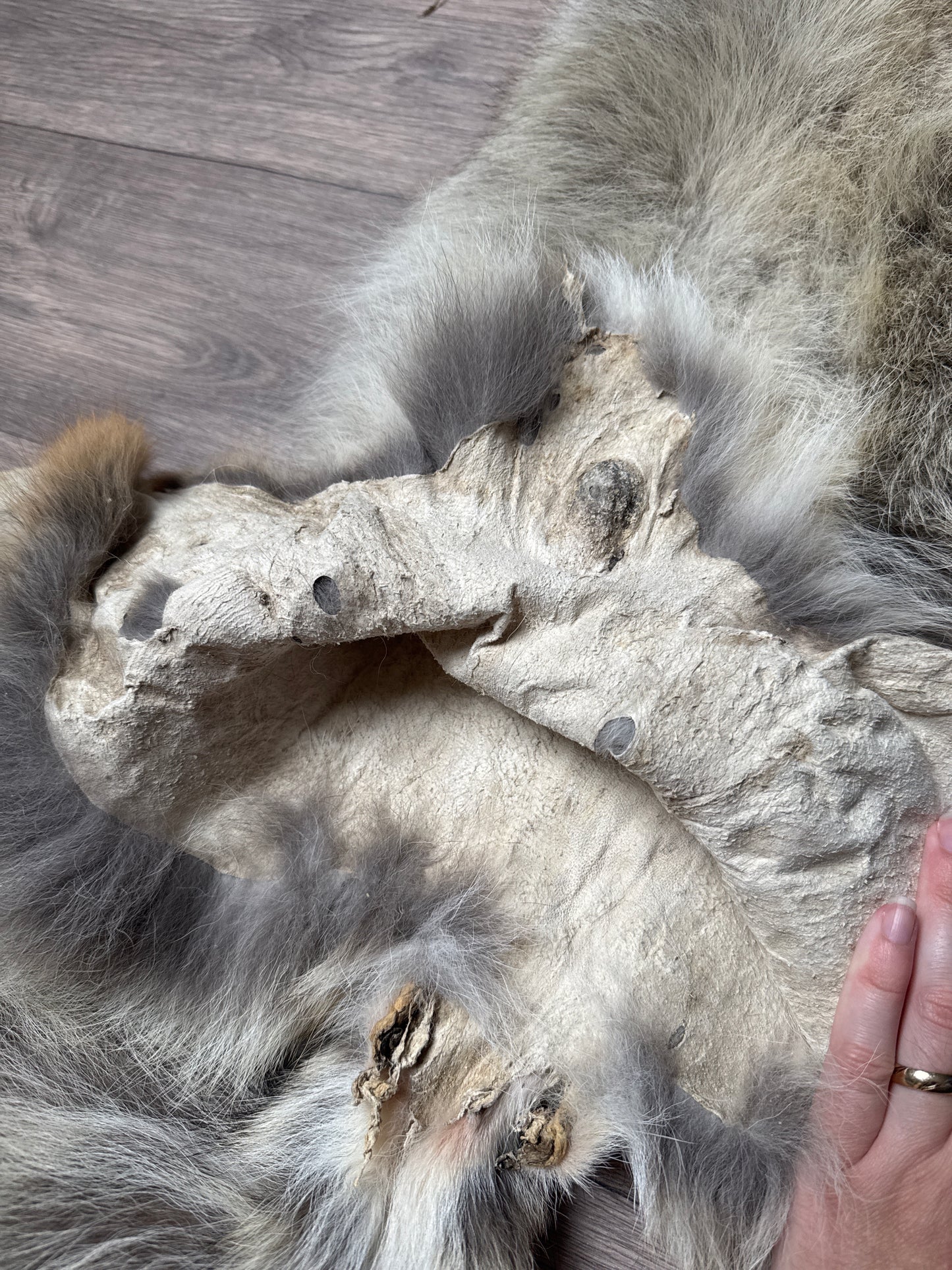 Male coyote mountable pelt (5)