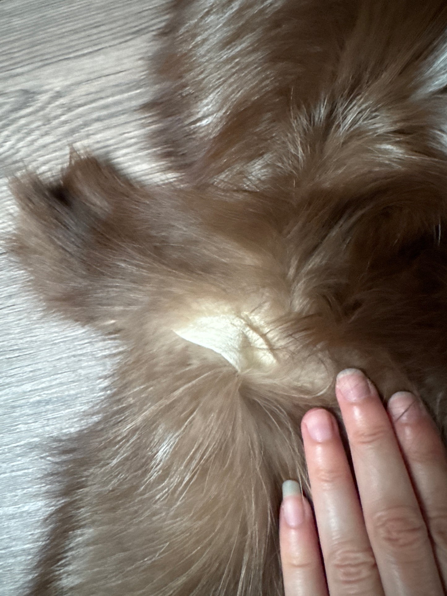 Burgundy fox pelt (13)