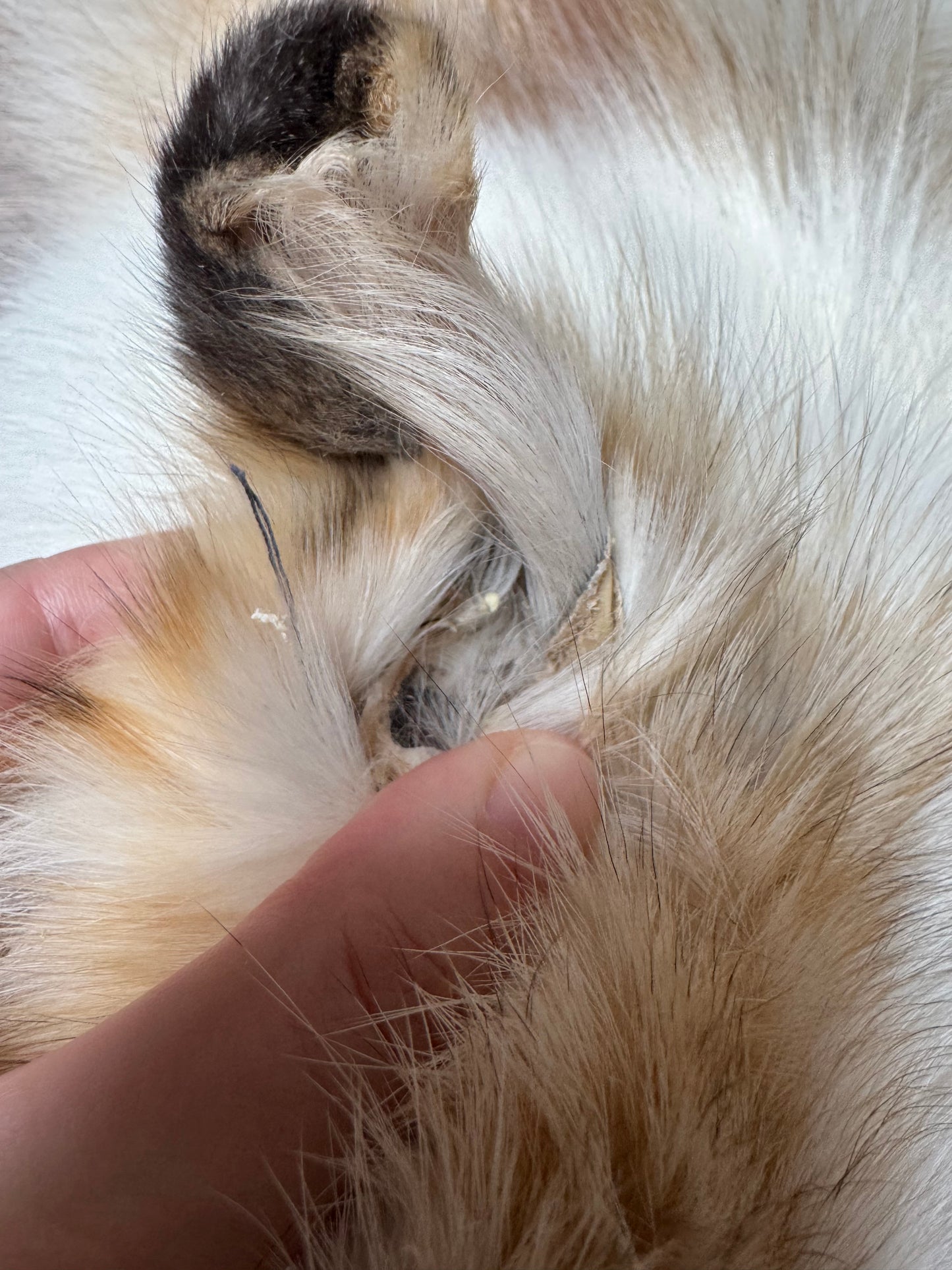 Male Gold Platinum fox mountable pelt (tag 82)