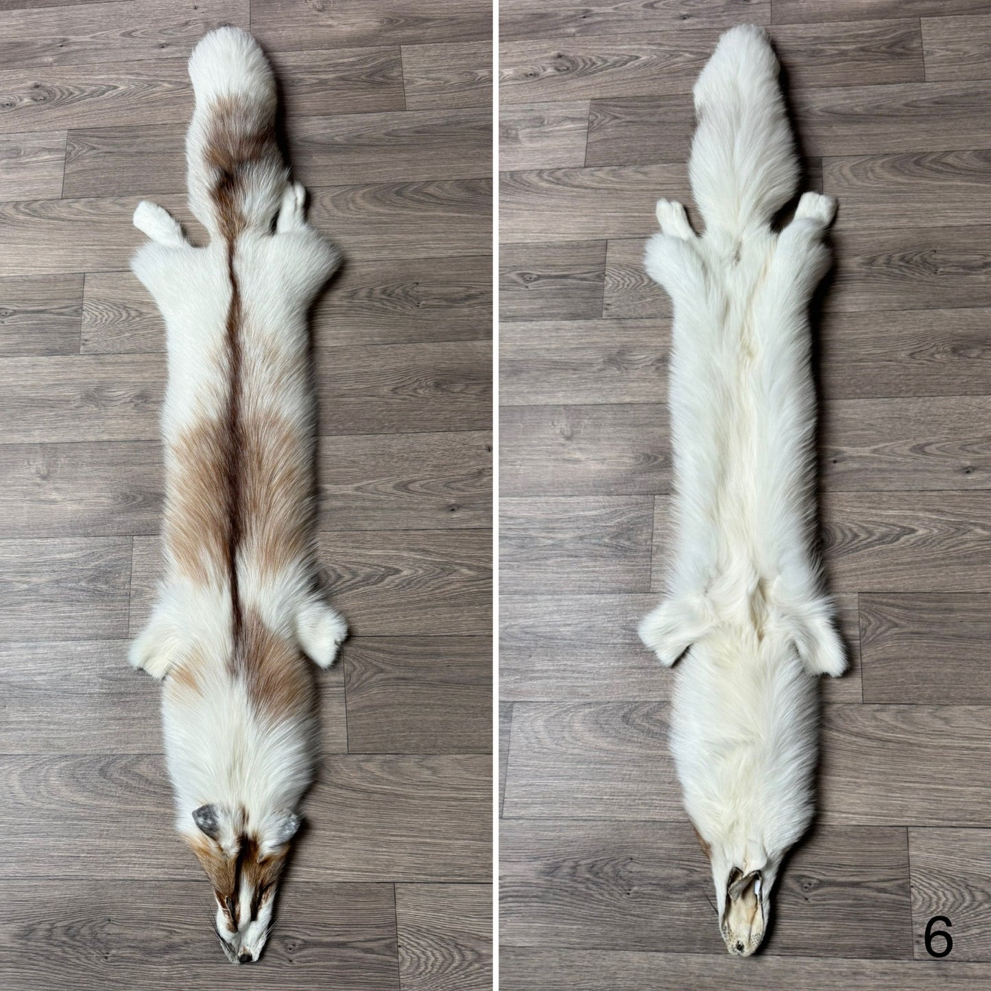 Sun Glow fox pelt (6)