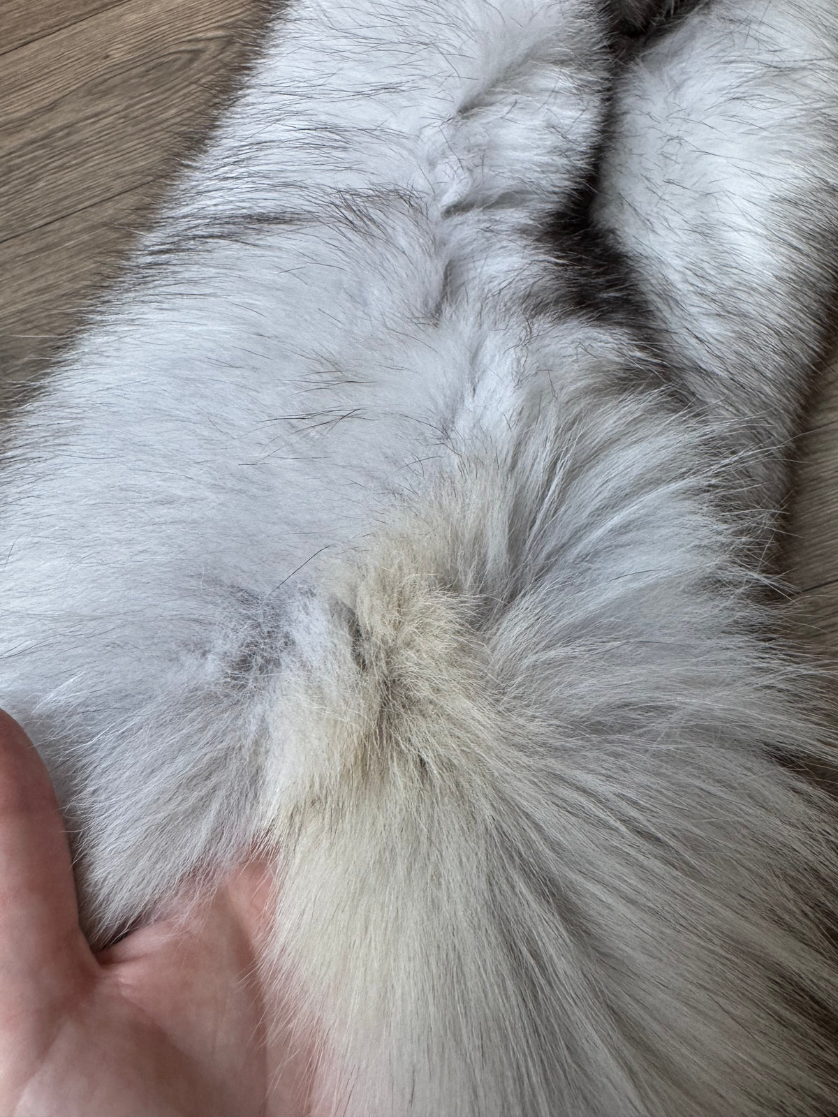 Blue fox pelt (4)