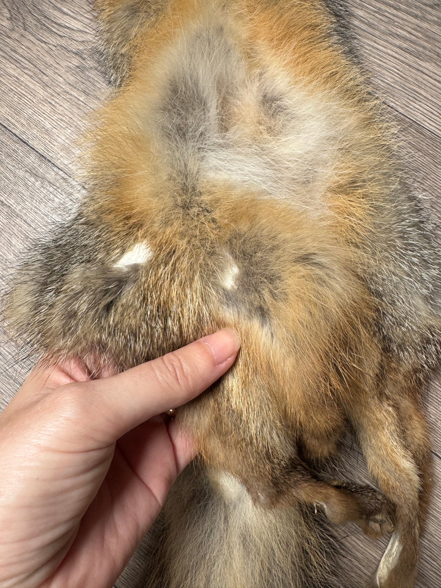 Male grey fox mountable pelt (12)