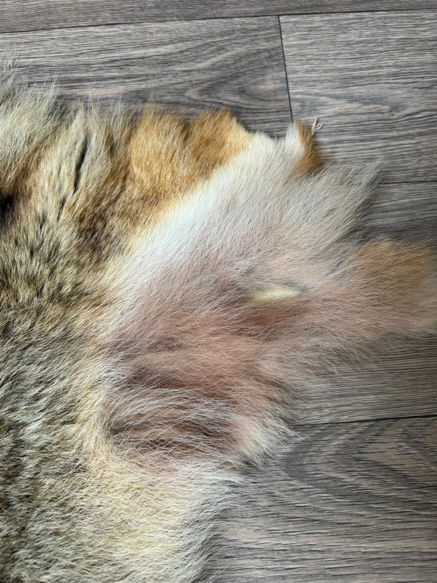 Coyote pelt (14)
