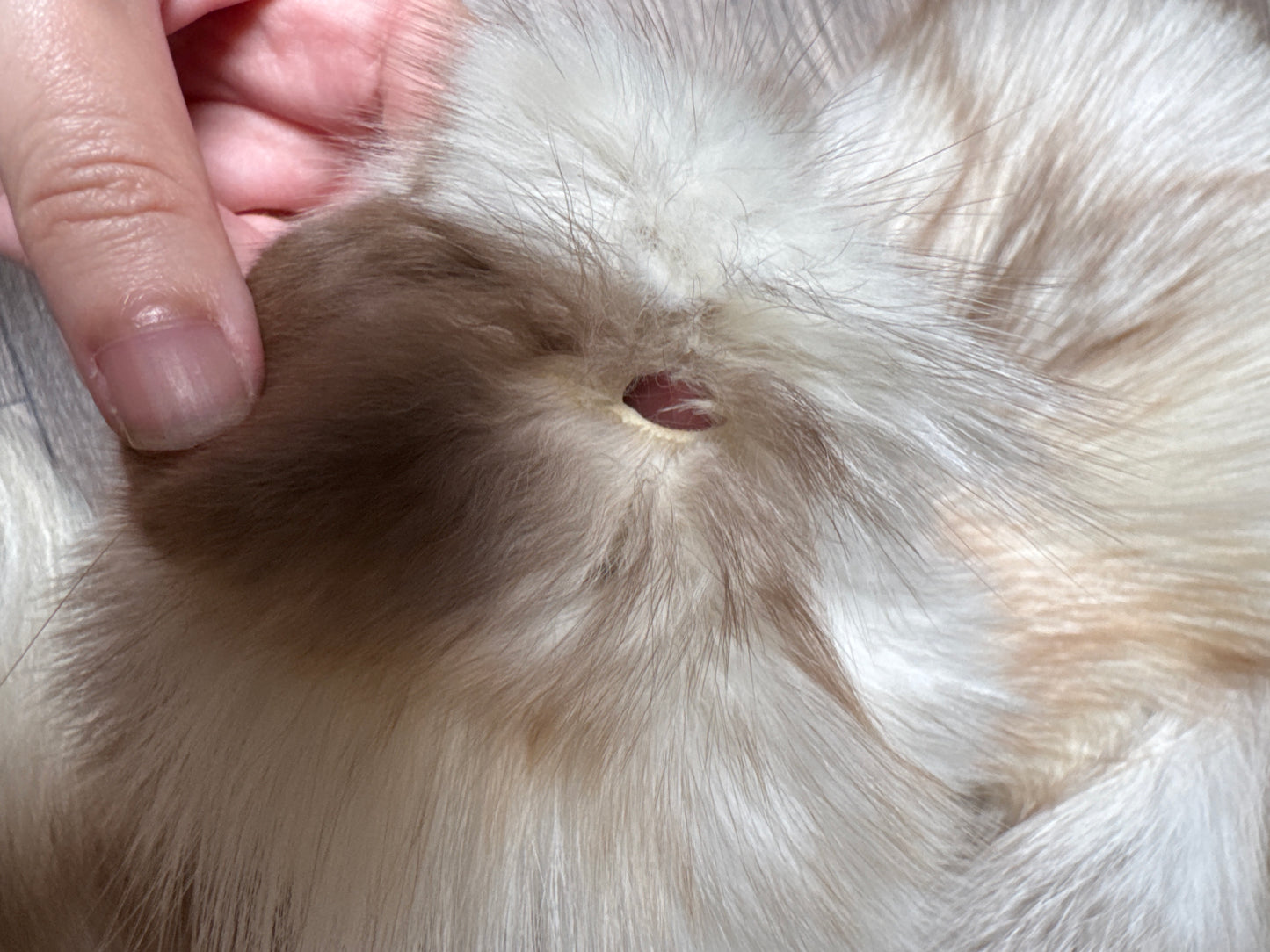 Smokey Snow Glow fox pelt (5)