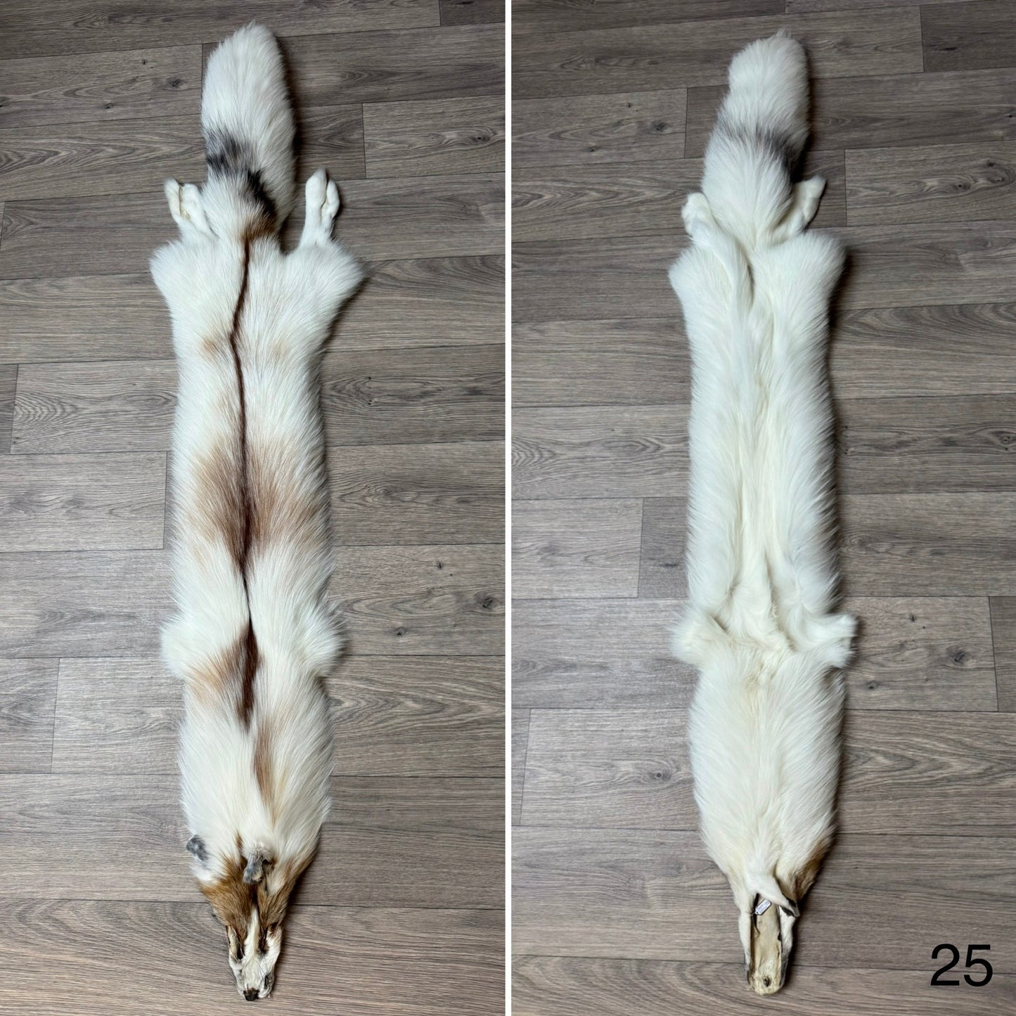 Sun Glow fox pelt (25)