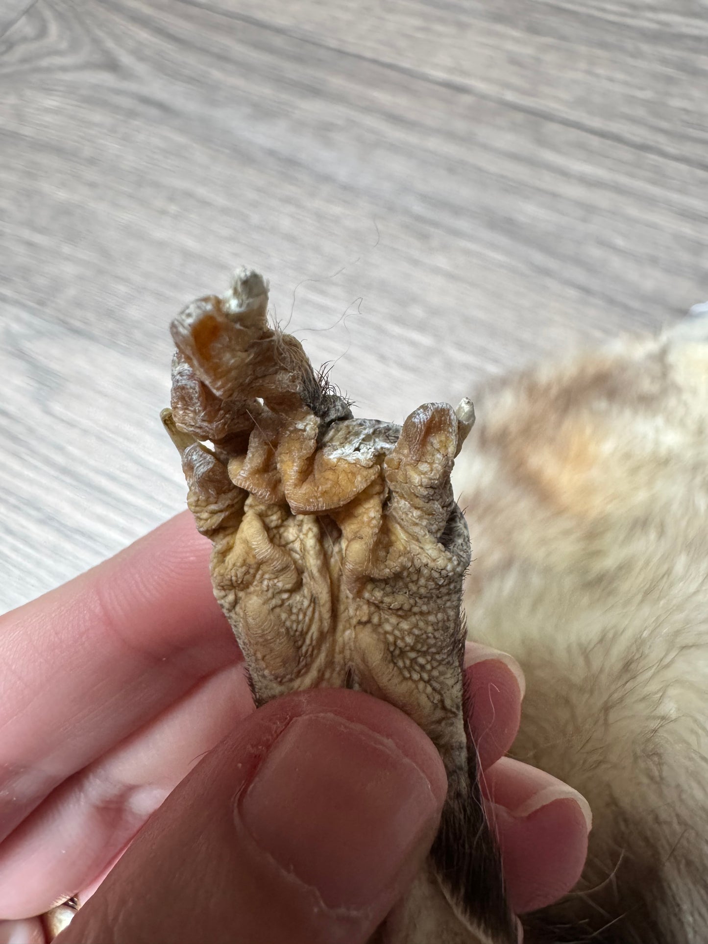 Male opossum mountable pelt (17)