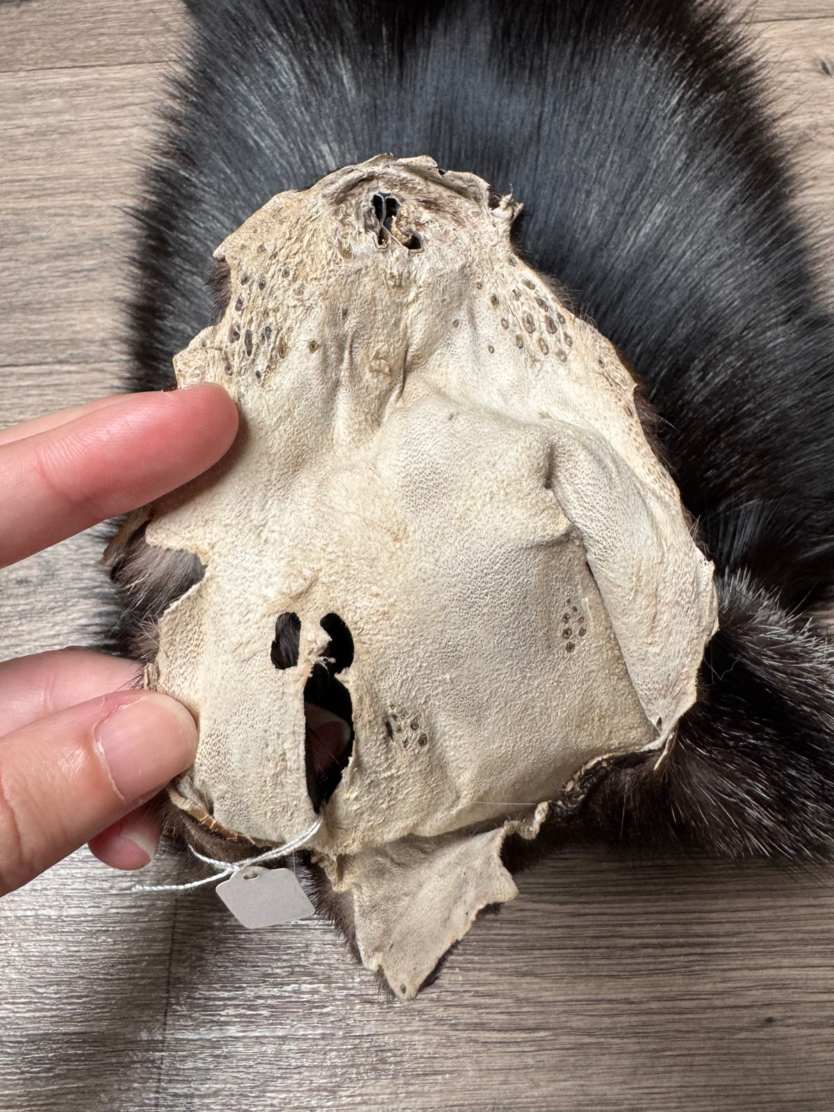 Silver fox pelt (23)