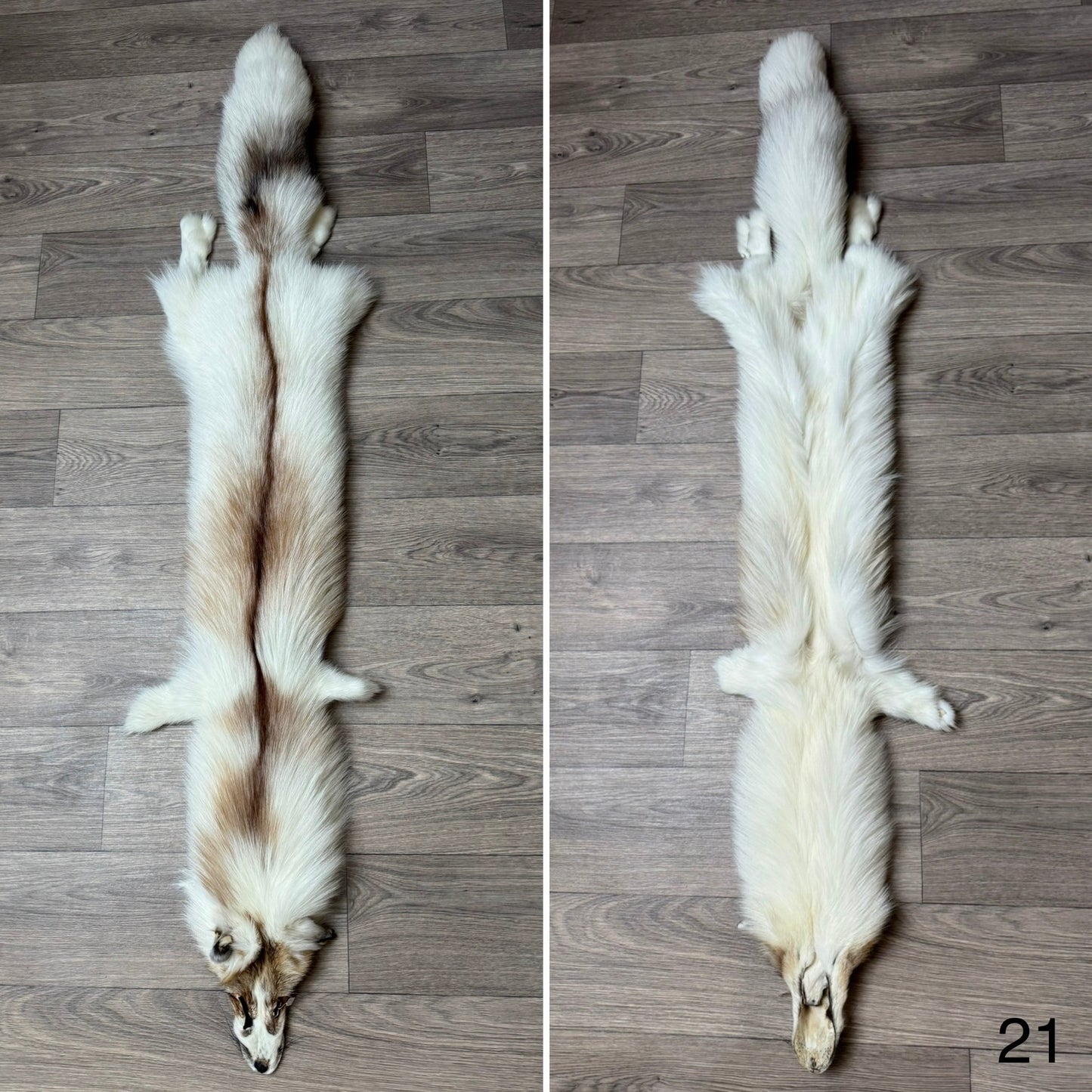 Sun Glow fox pelt (21)