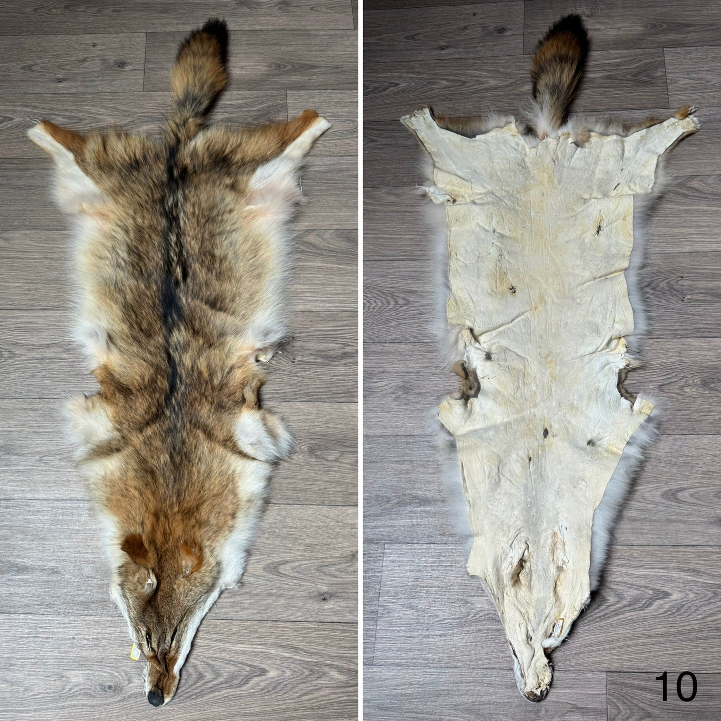 Coyote pelt (10)