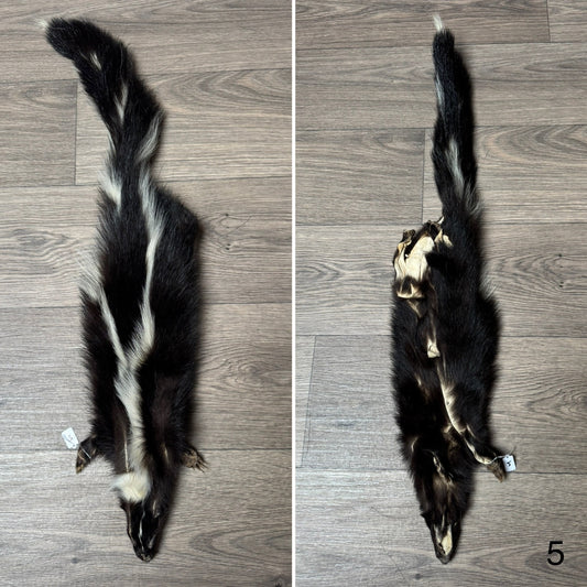 Male skunk mountable pelt (5)