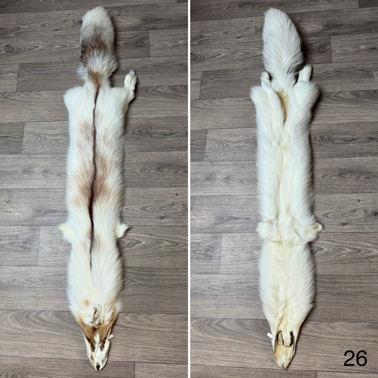 Sun Glow fox pelt (26)