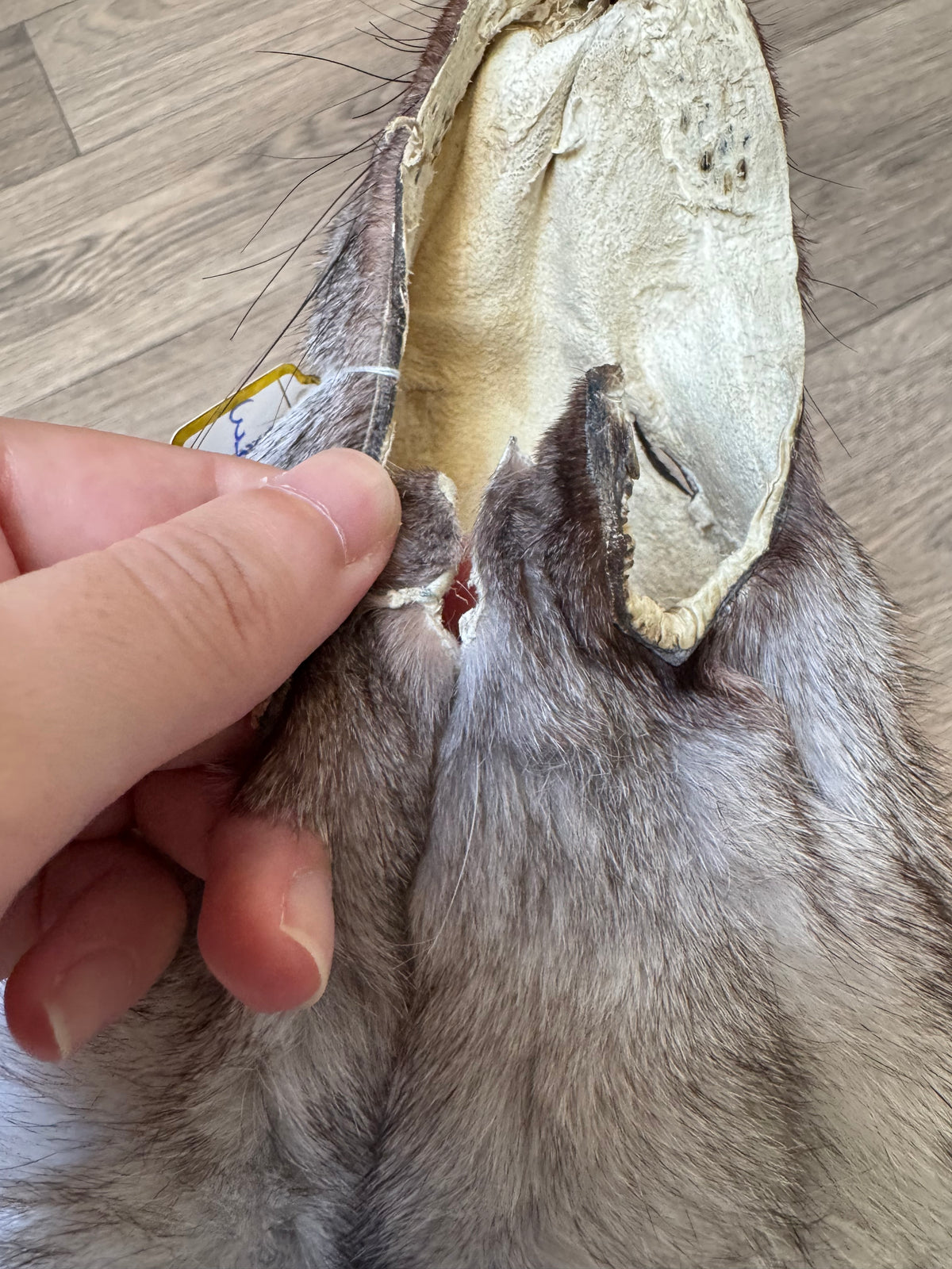 Blue fox pelt (3)