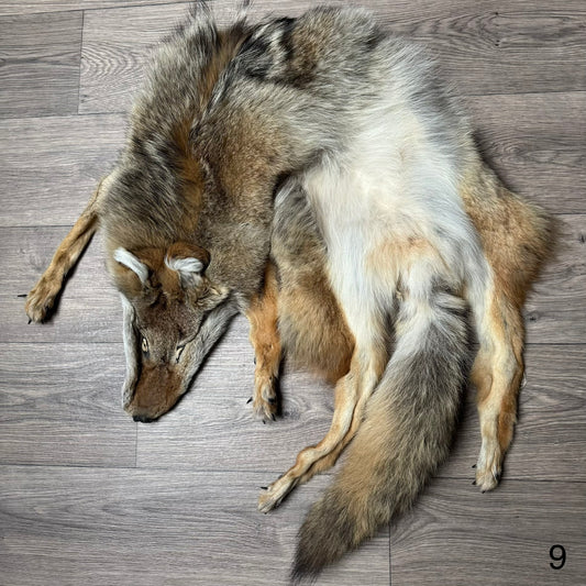 Female coyote mountable pelt (9)