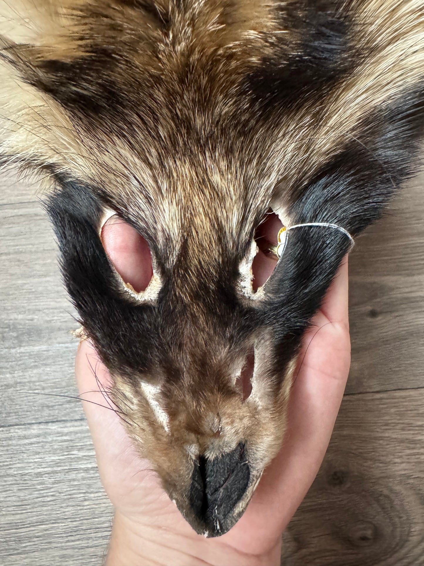 Tanuki pelt (4)