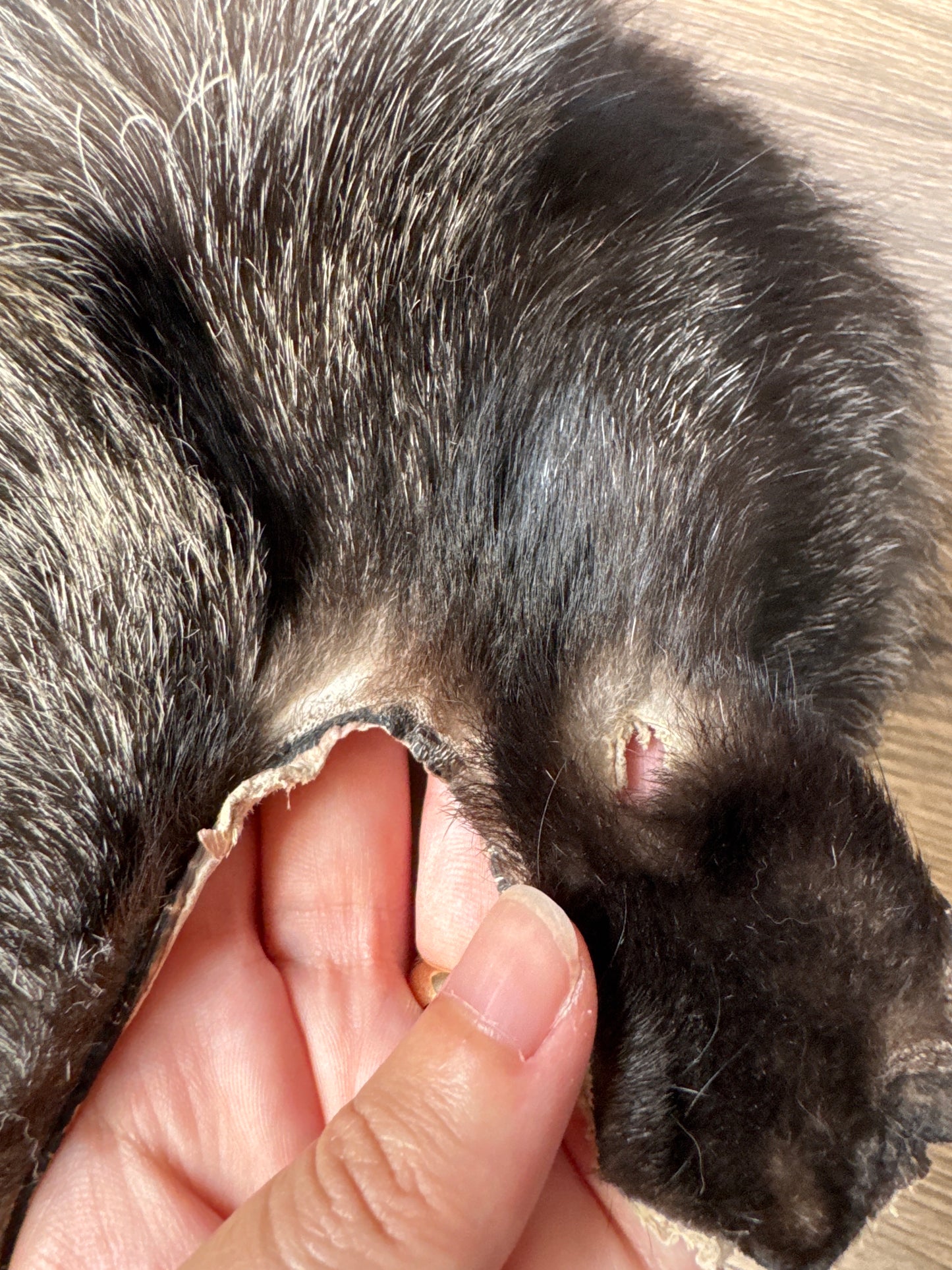 Silver fox pelt (13)