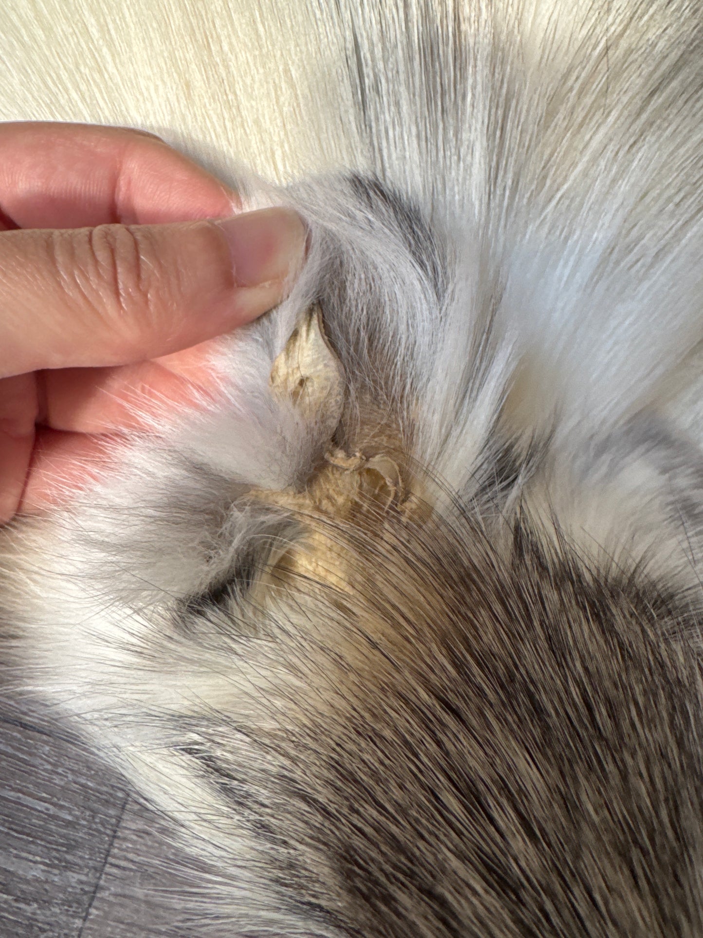 Cross Marble fox pelt (17)