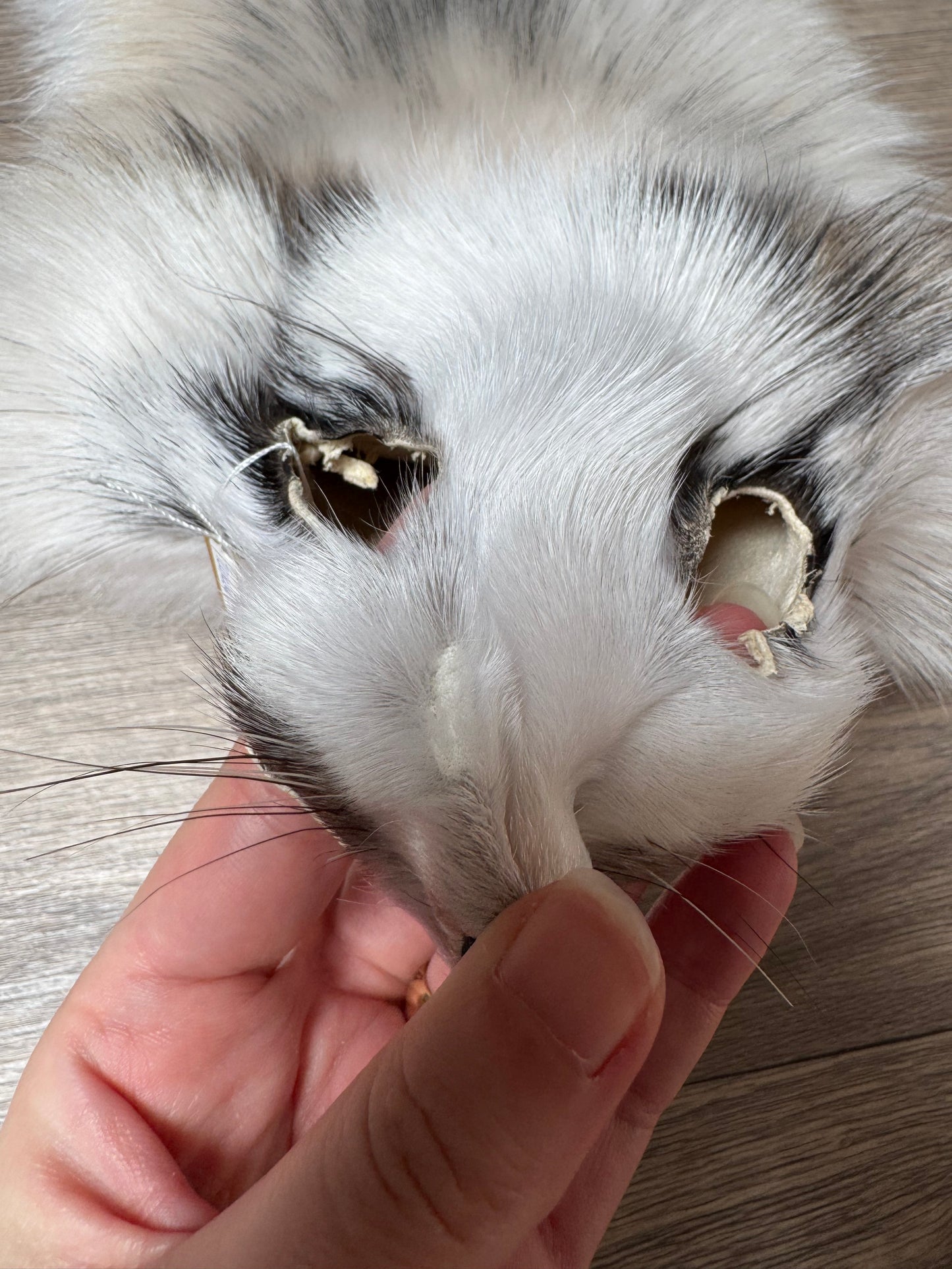 Marble tanuki pelt (5)