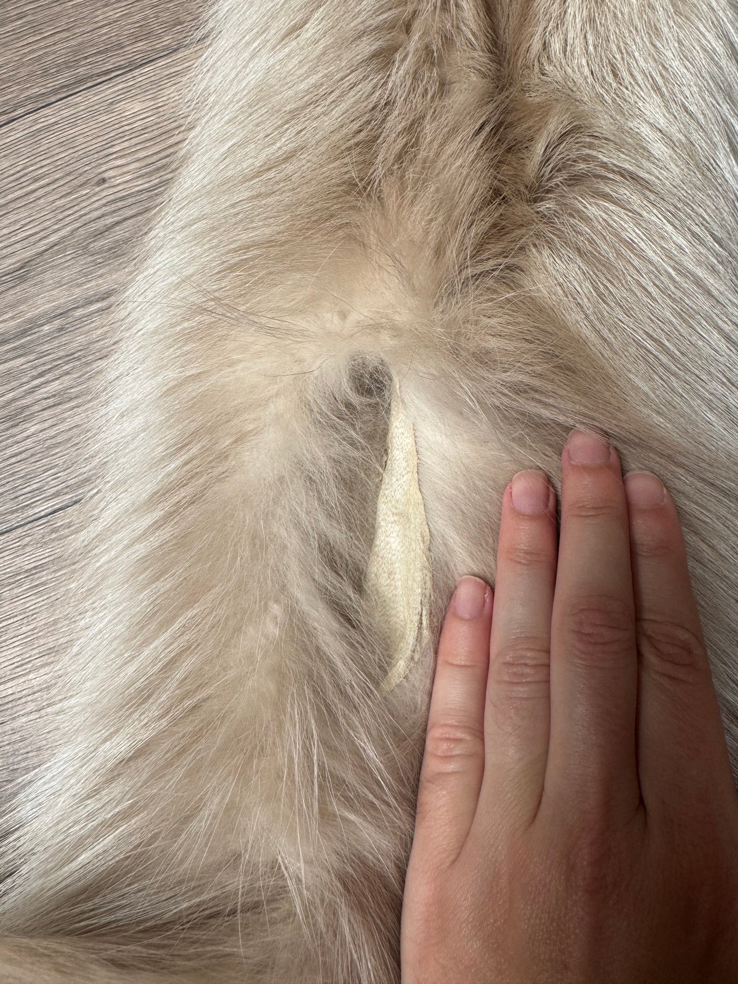 Amber fox pelt (8)