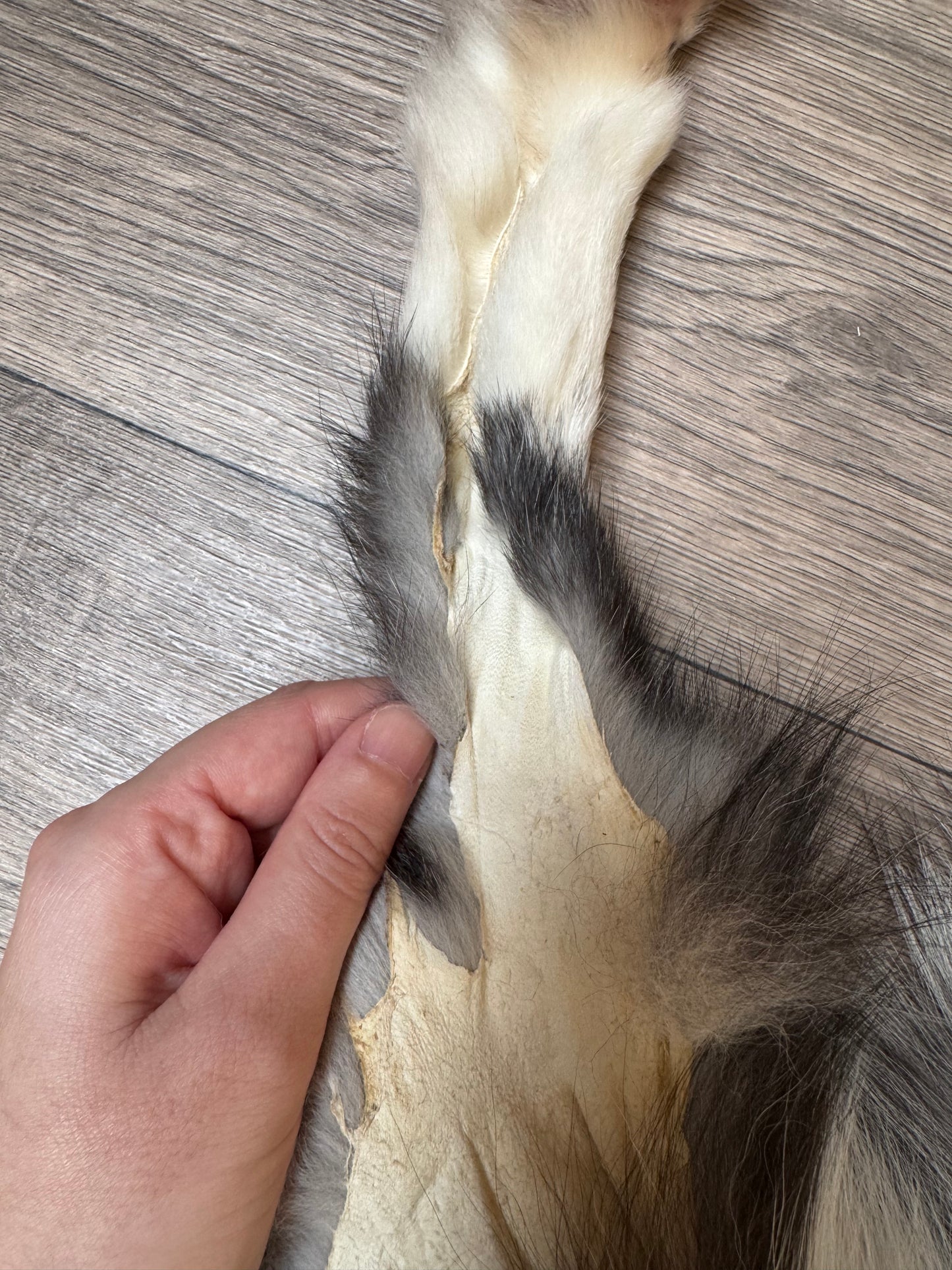 Male Silver Ringneck fox mountable pelt (tag 57)