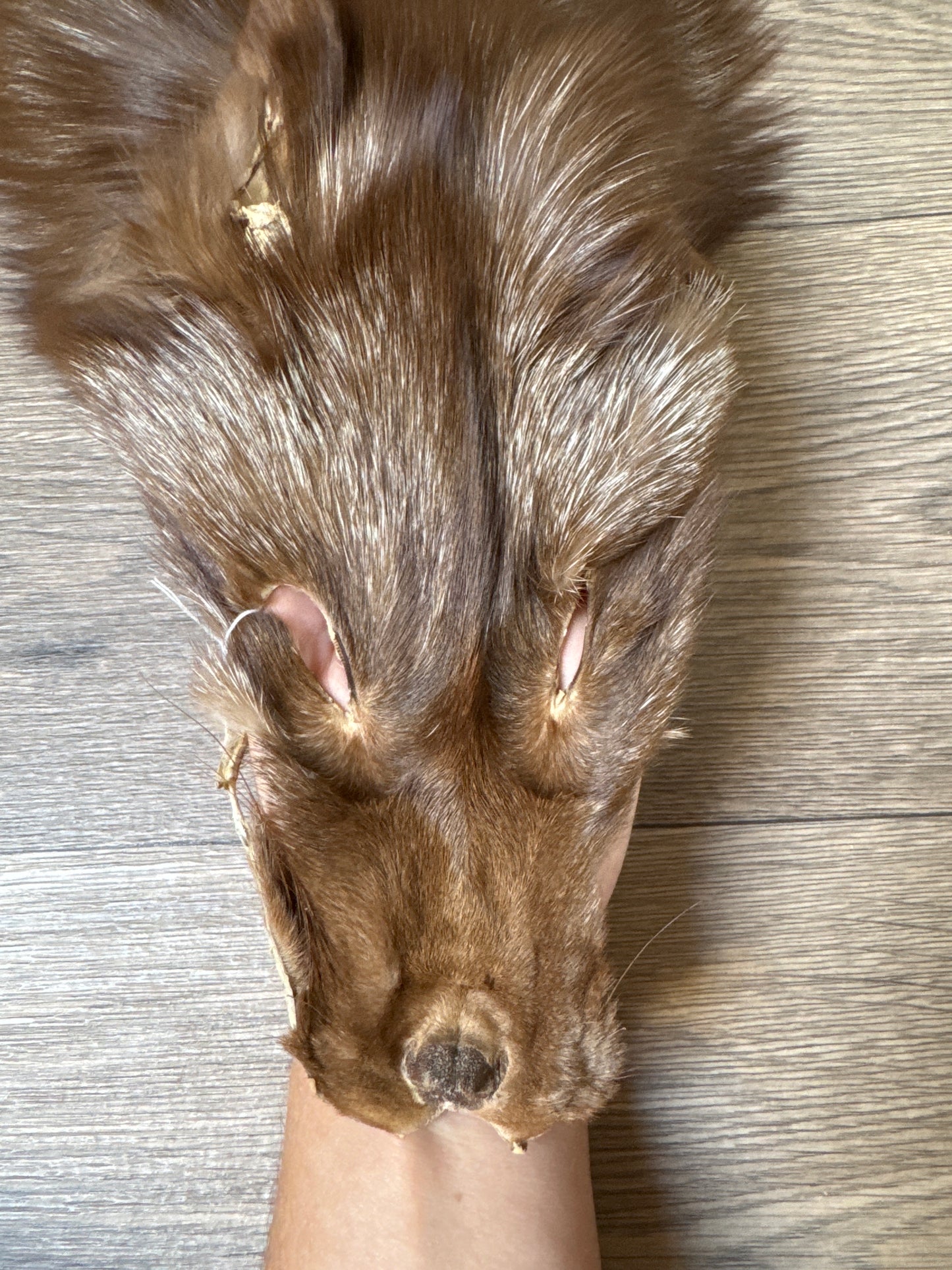 Burgundy fox pelt (4)