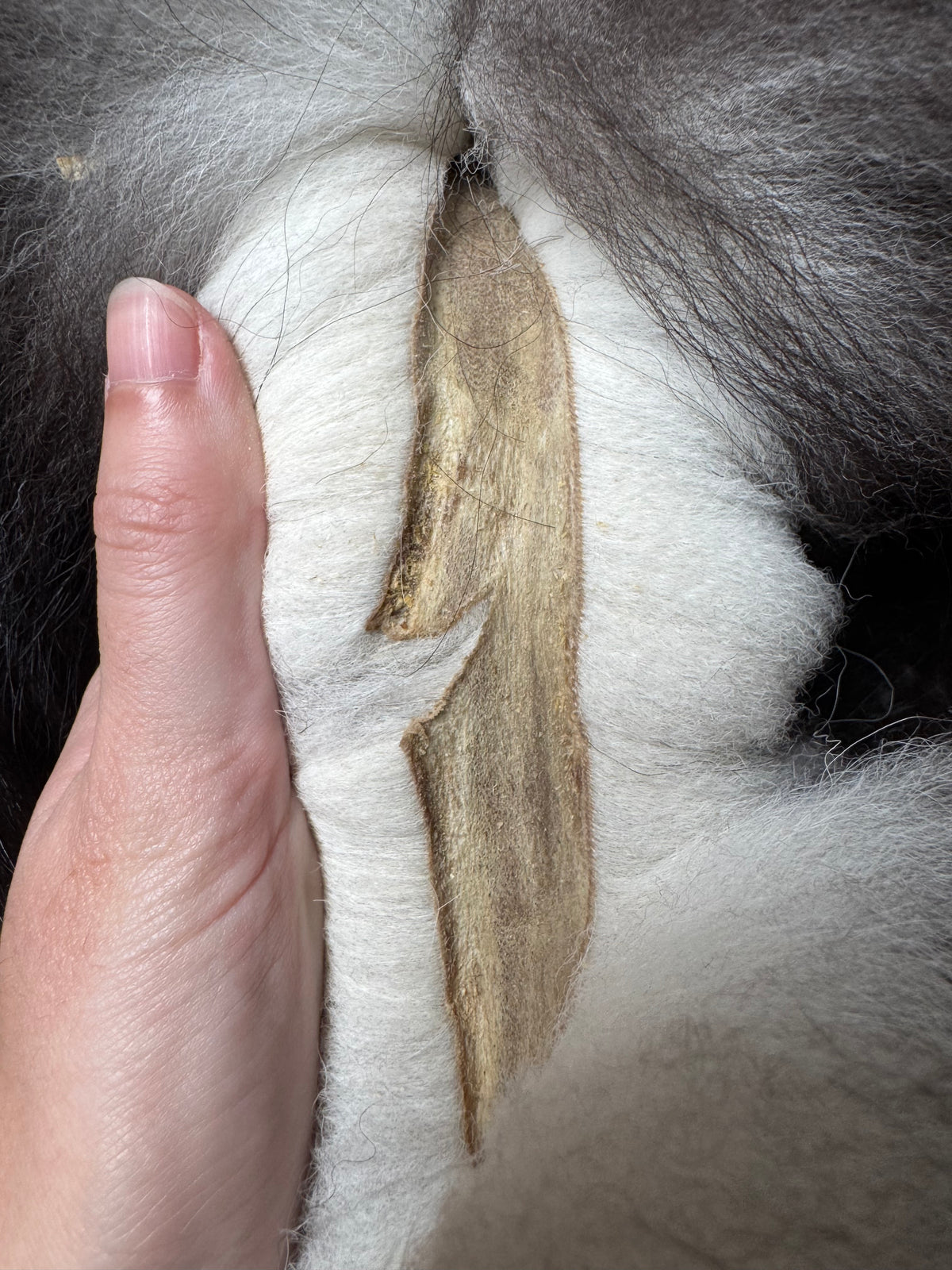Silver fox pelt (19)
