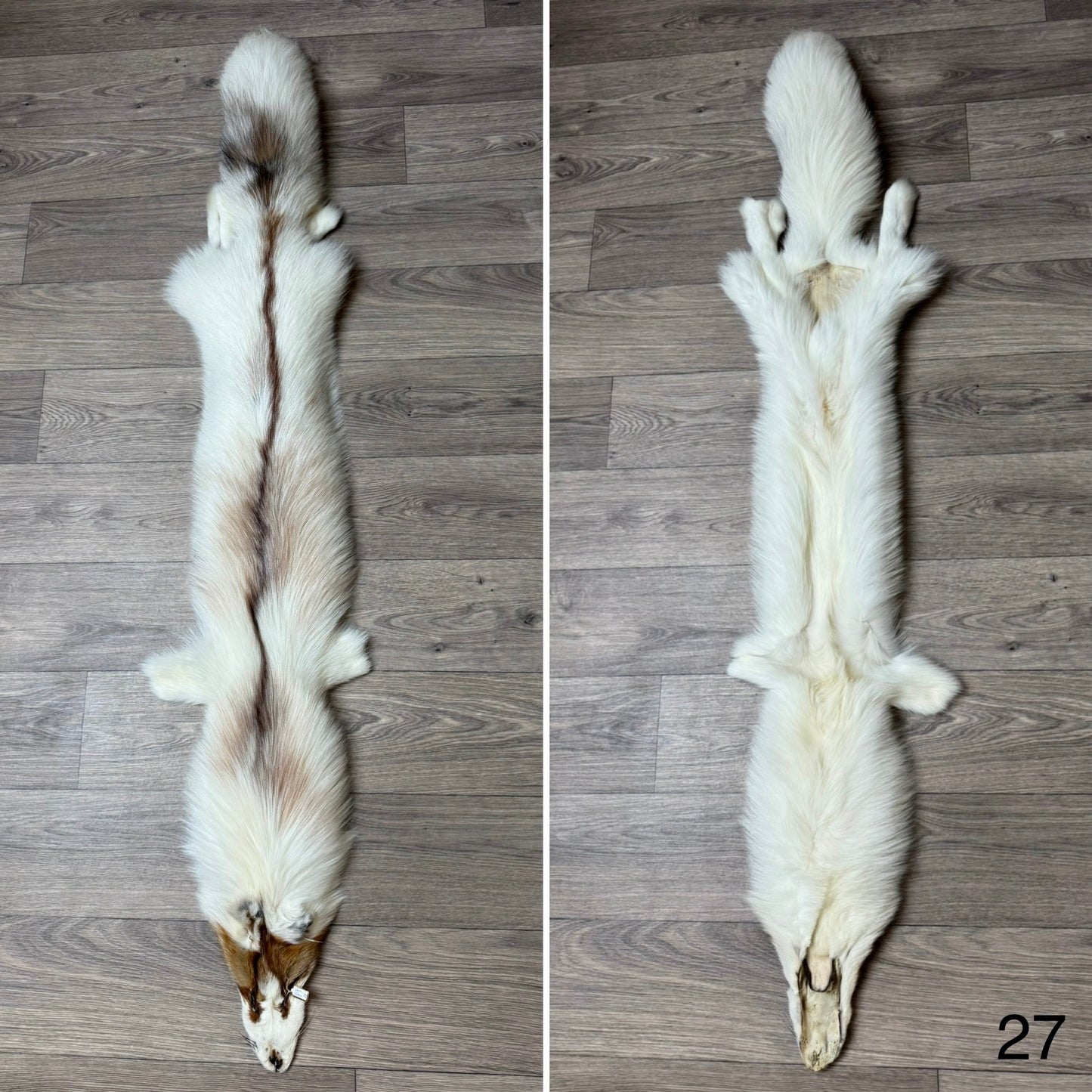 Sun Glow fox pelt (27)