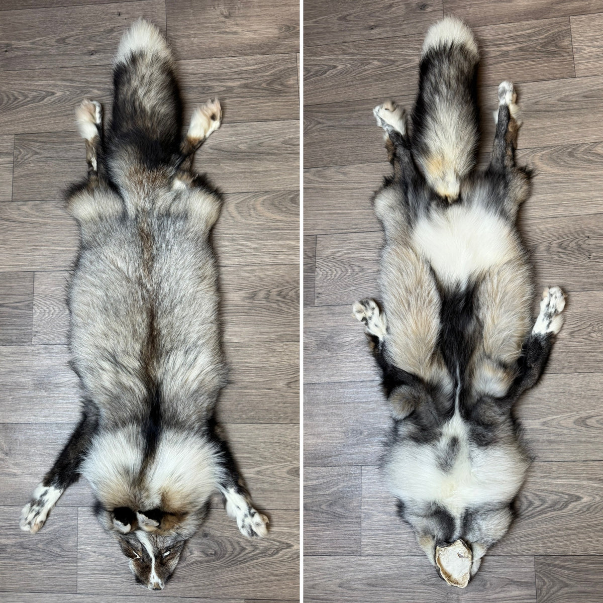 Female Smokey Ringneck fox mountable pelt (tag 93)