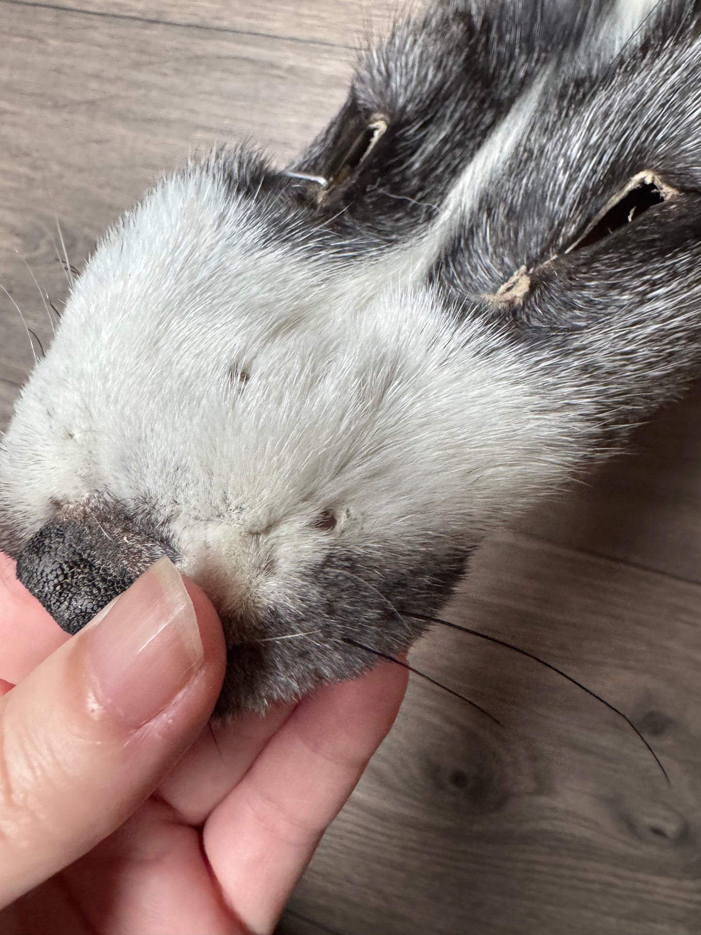 Marble Frost fox pelt (1) (extremely large pelt)