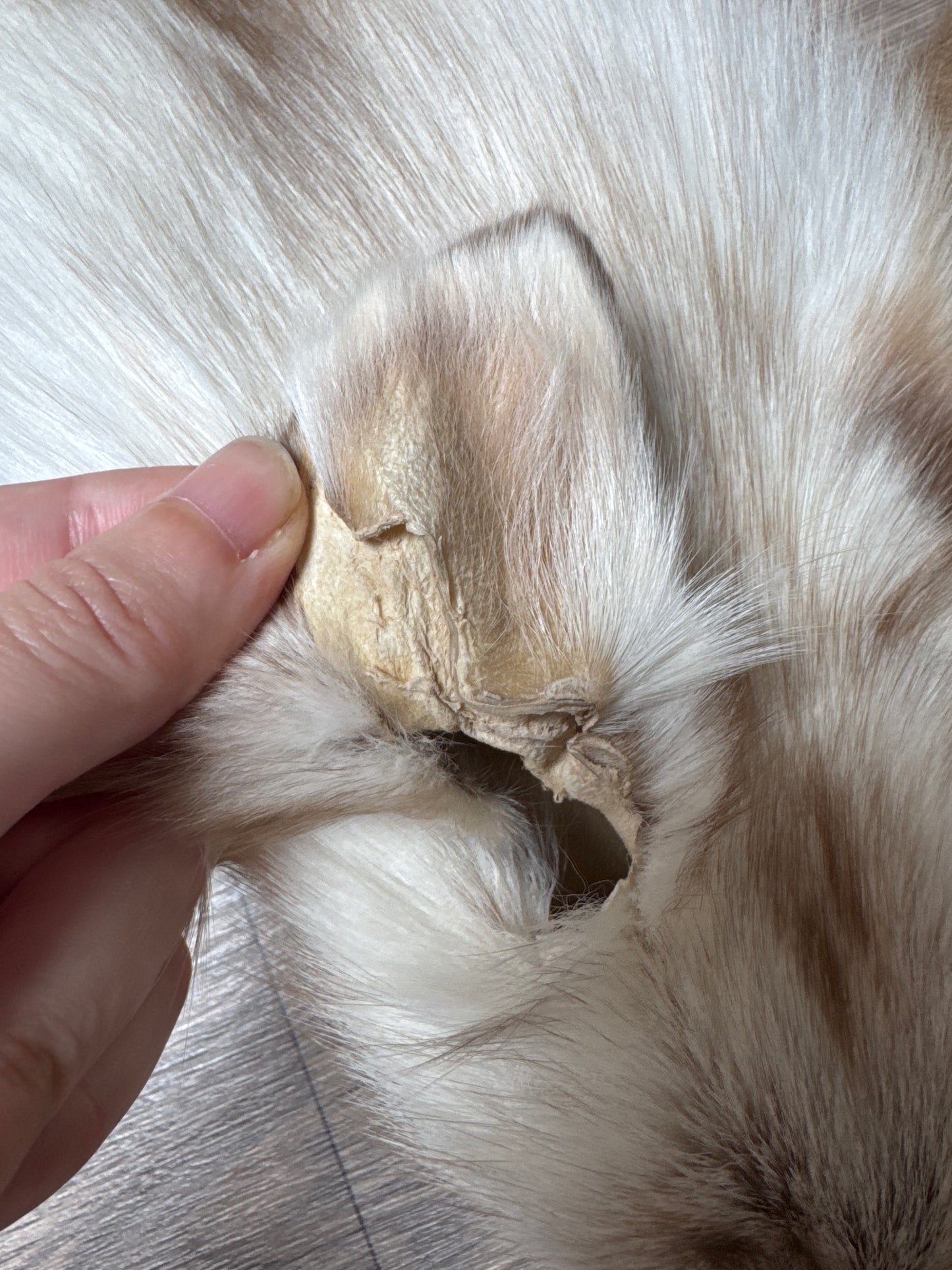 Smokey Snow Glow fox pelt (5)