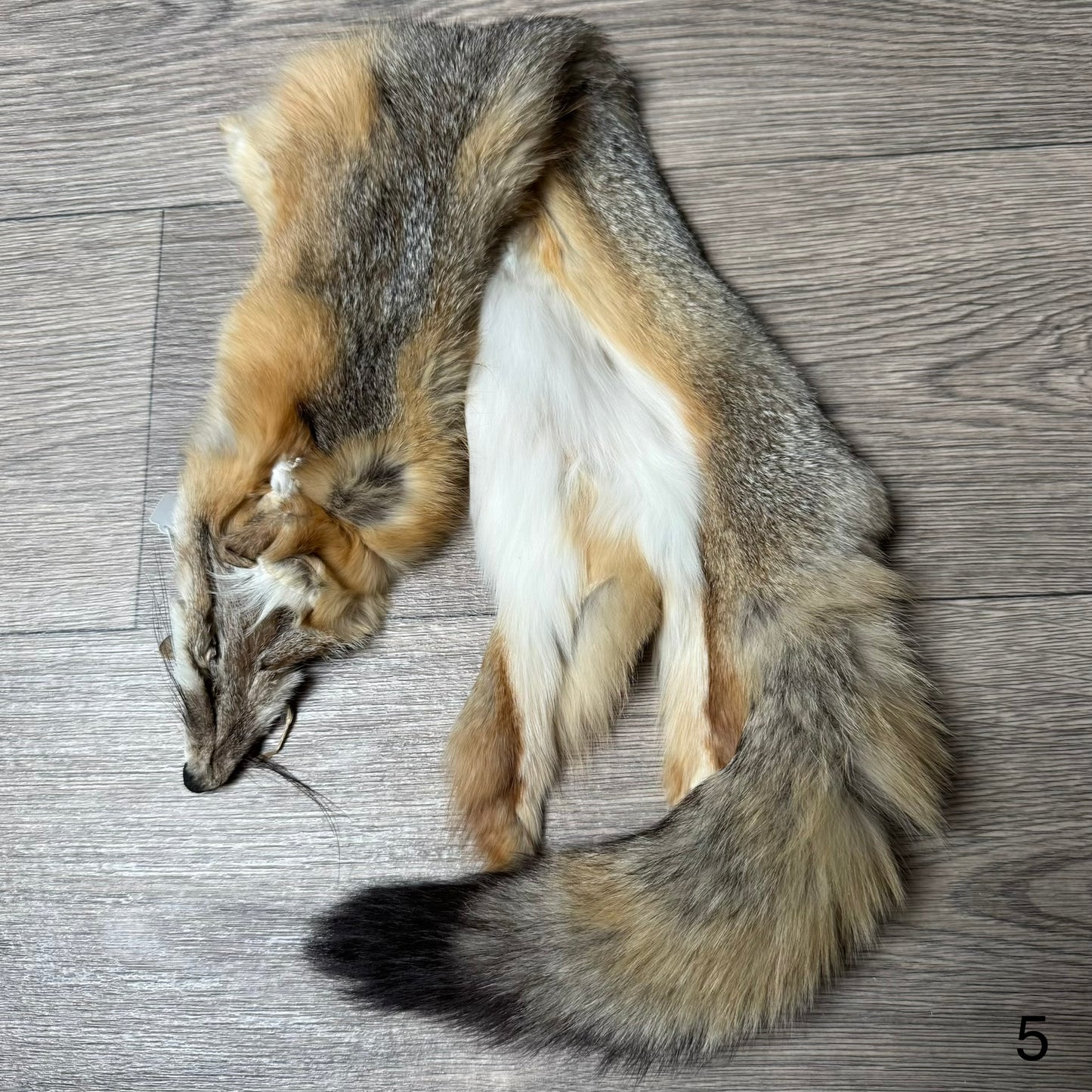 Swift fox pelt (5)