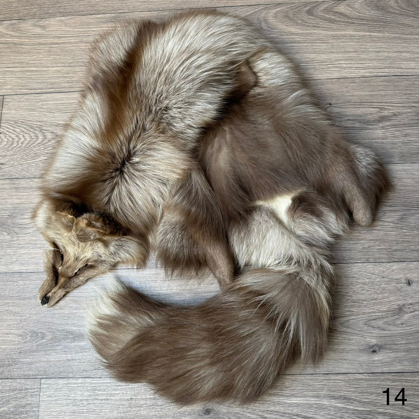 Polish Pastel fox pelt (14)