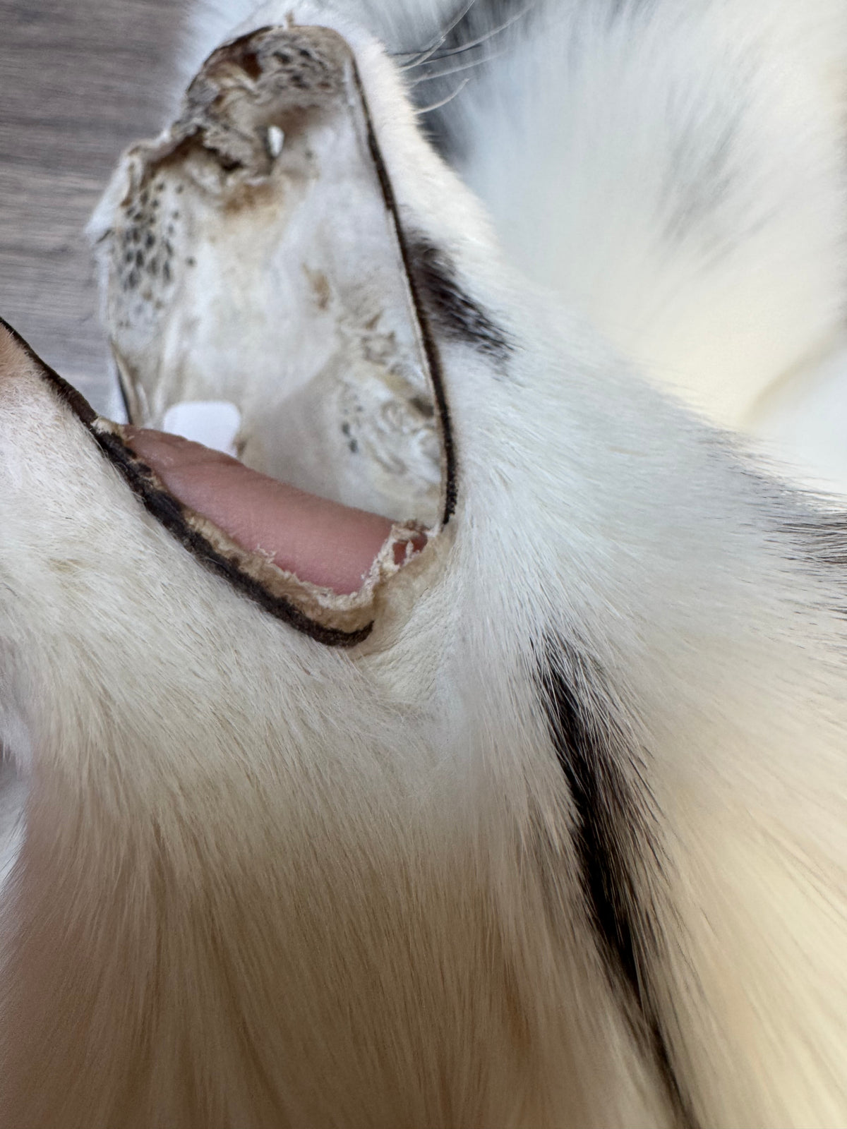 Marble Frost fox pelt (7)