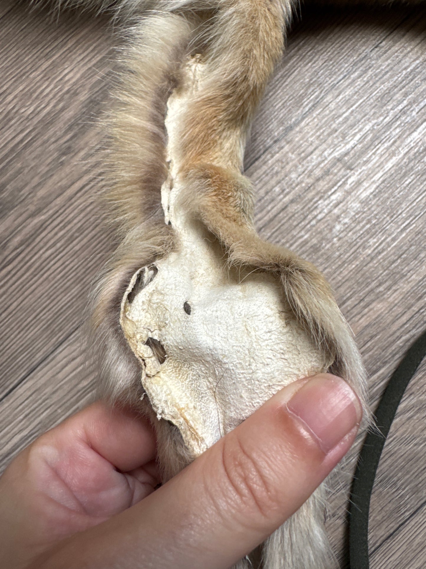 Male coyote mountable pelt (7)